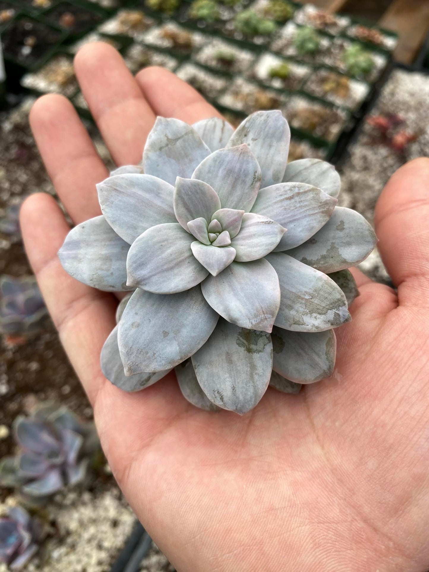 Graptopetalum silverbum variegado