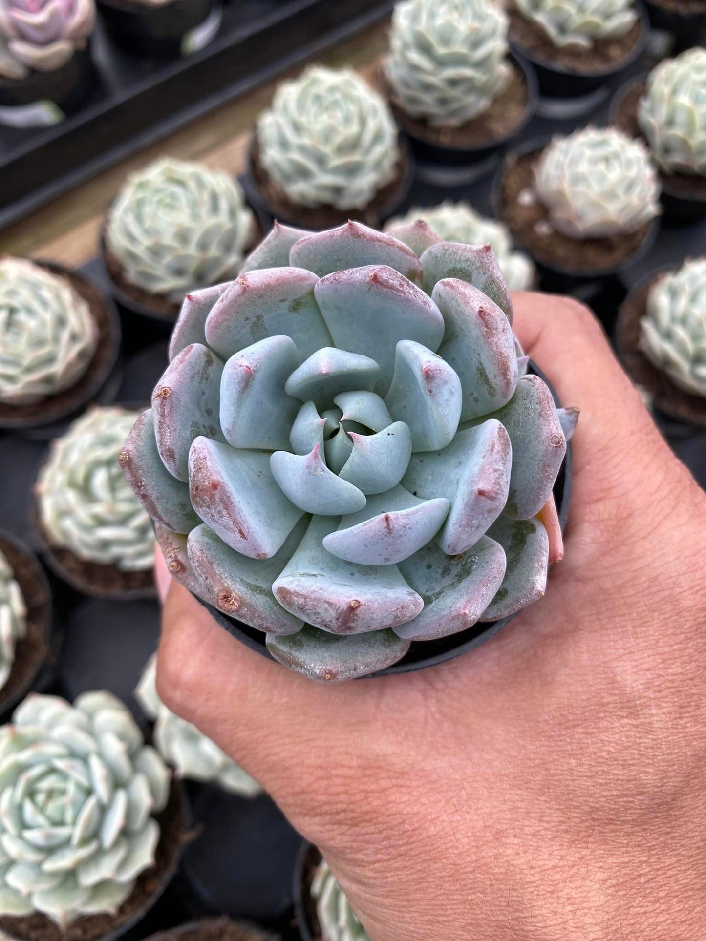 Echeveria Blue Rose