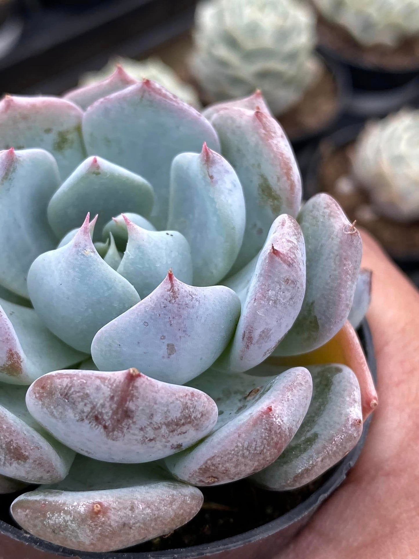 Echeveria Blue Rose