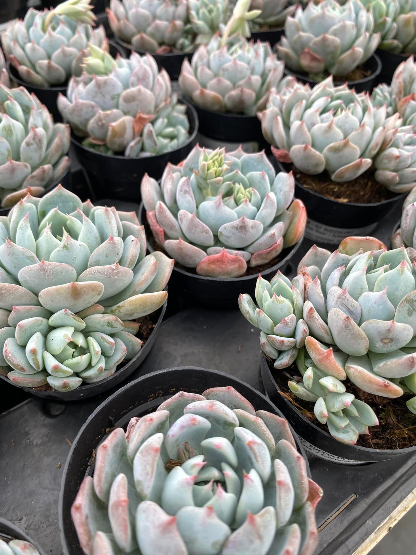 Echeveria Blue Rose