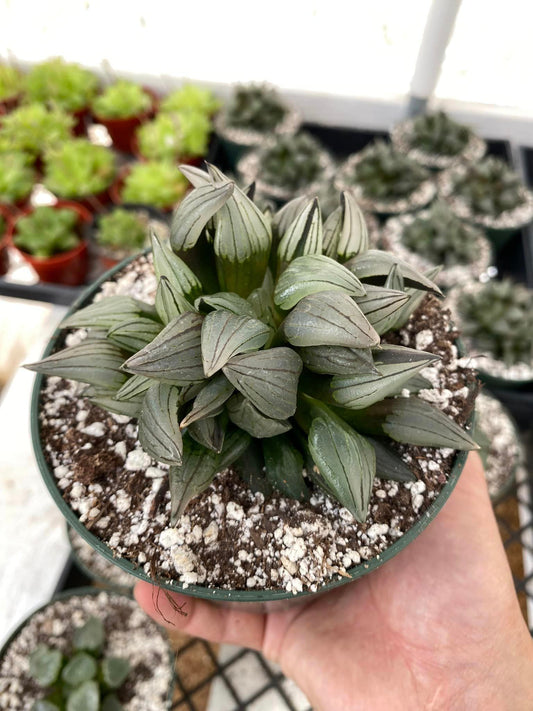 Haworthia Atrofusca cluster