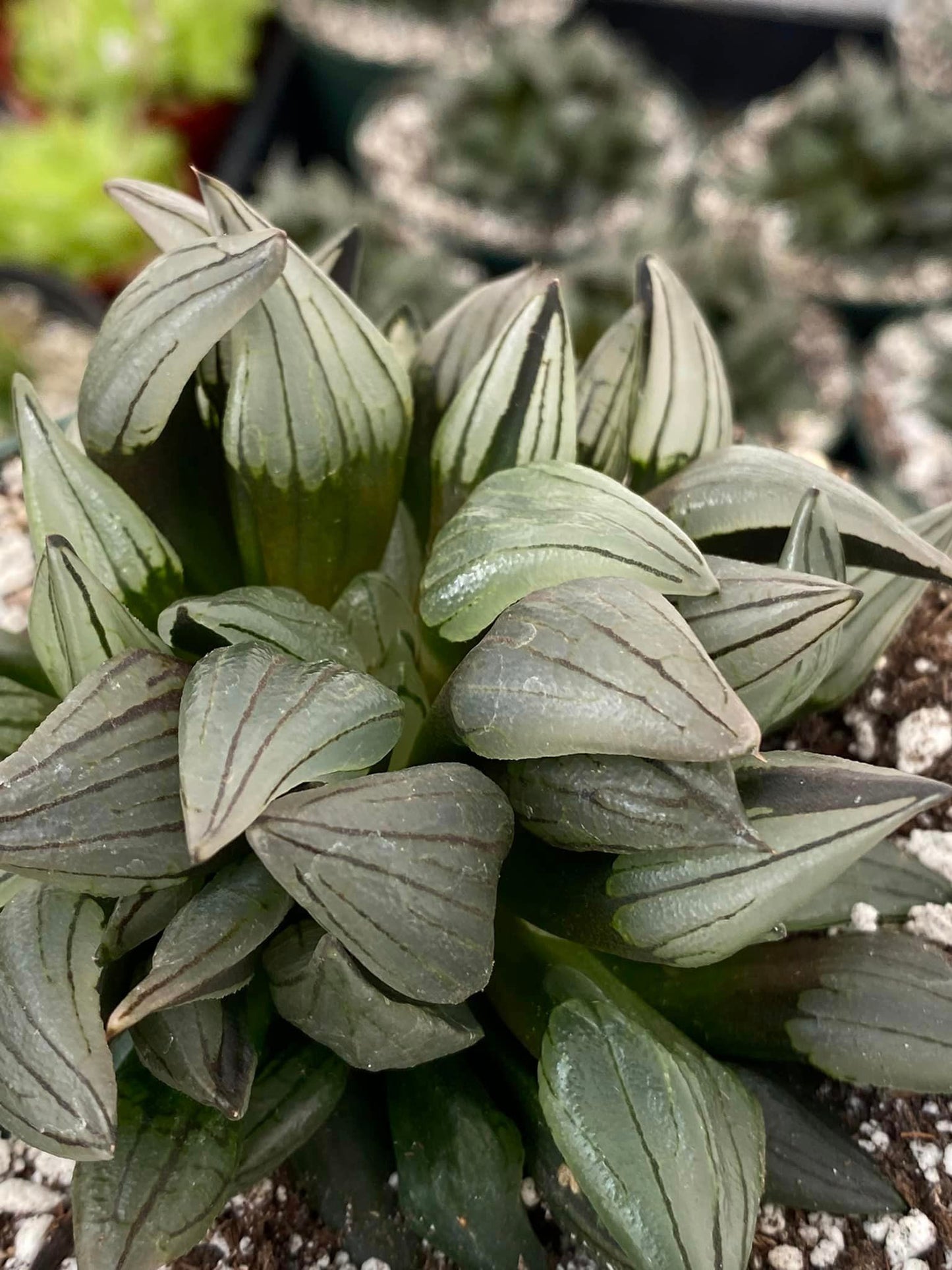 Haworthia Atrofusca cluster