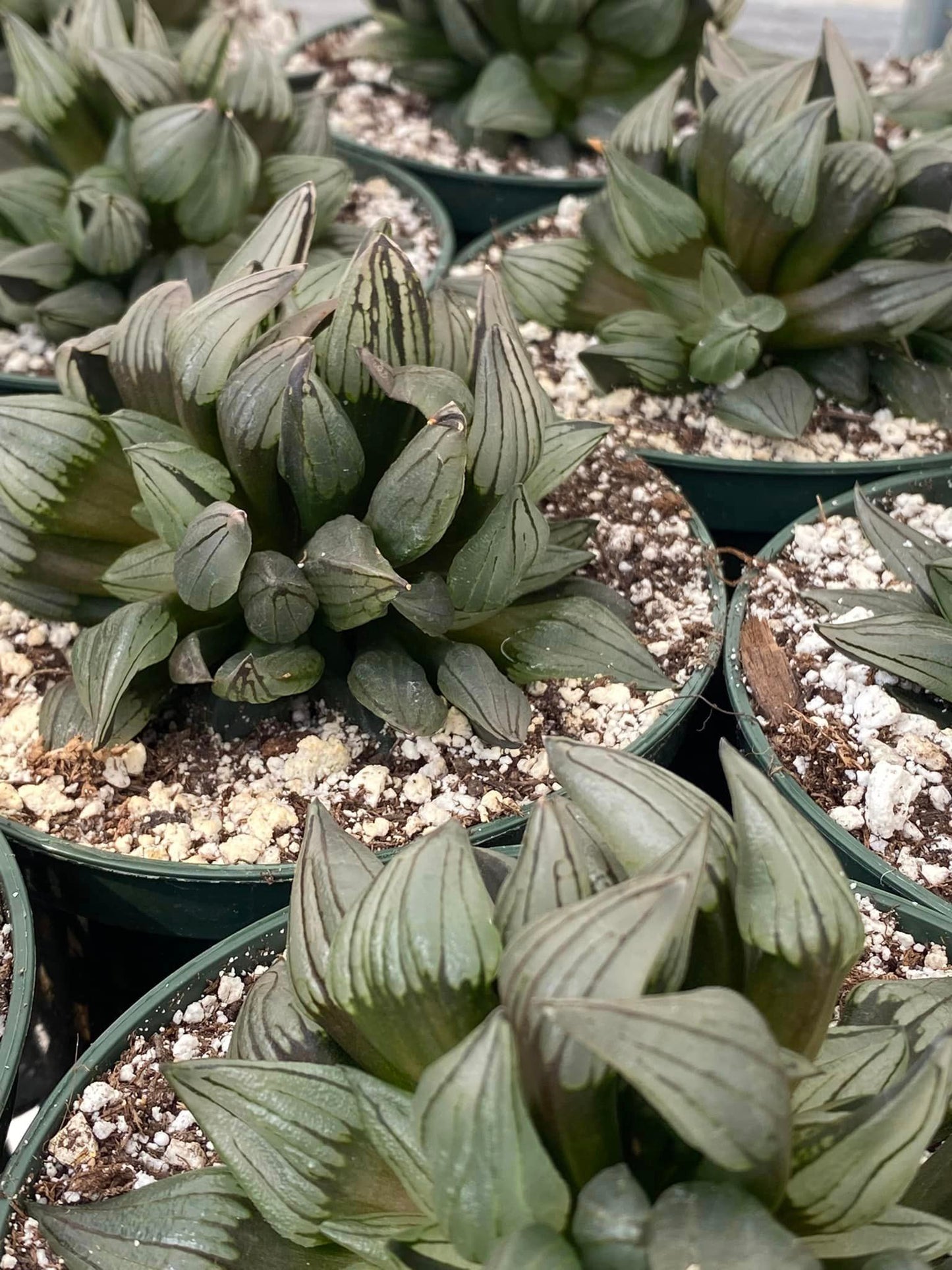 Haworthia Atrofusca cluster