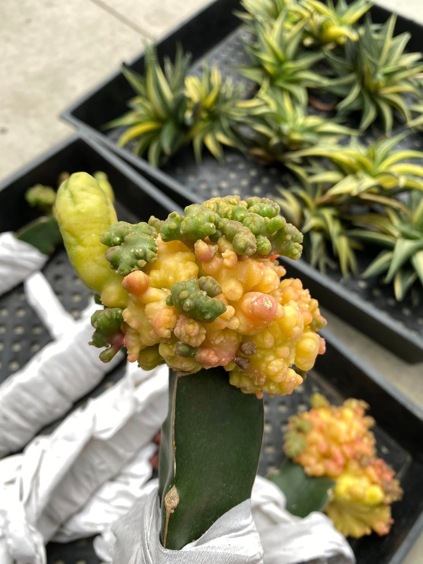 Trichocereus bridgesii variegado