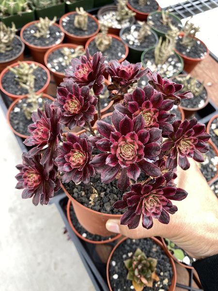 Aeonium mini hong yan