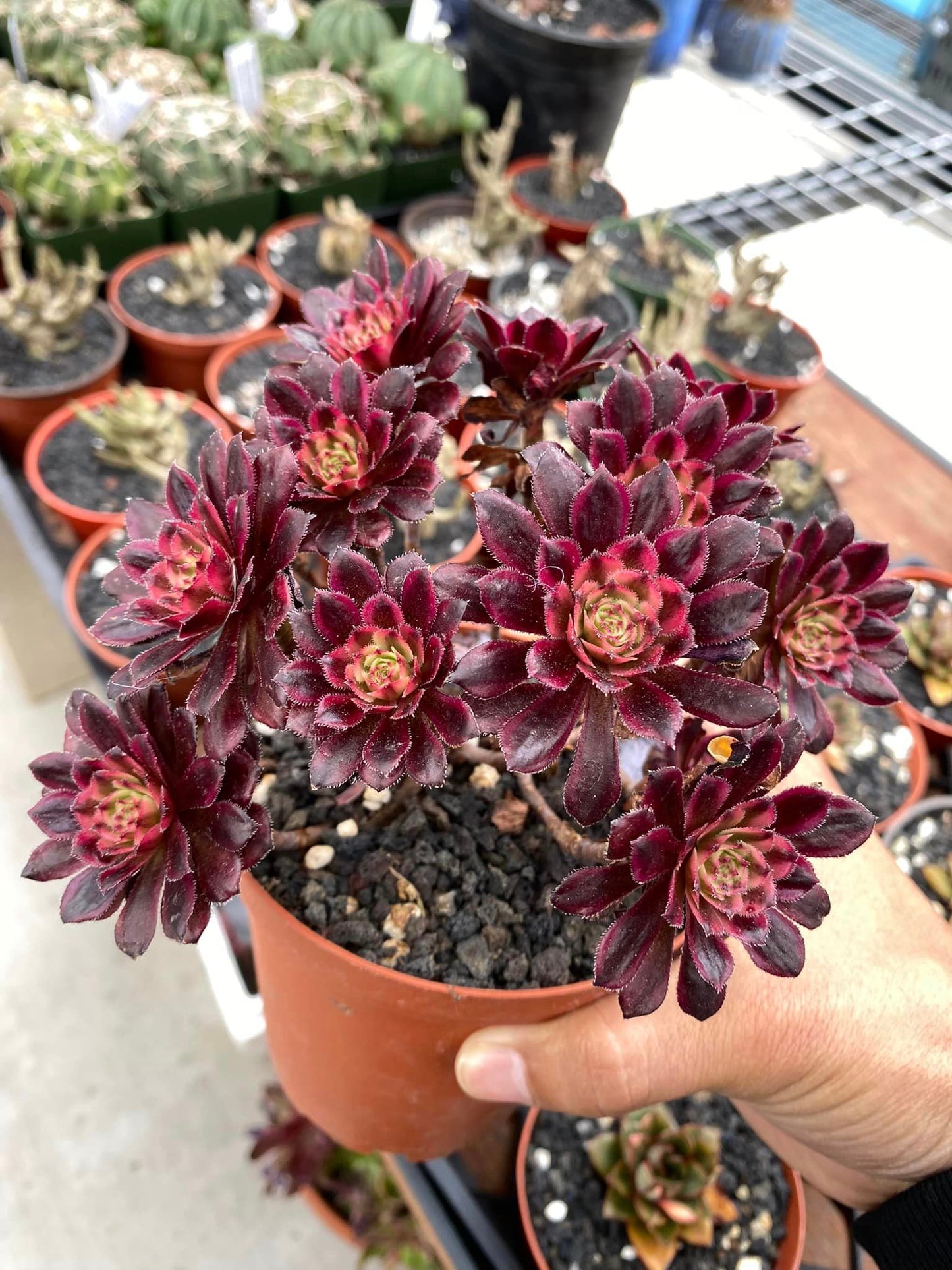 Aeonium mini hong yan