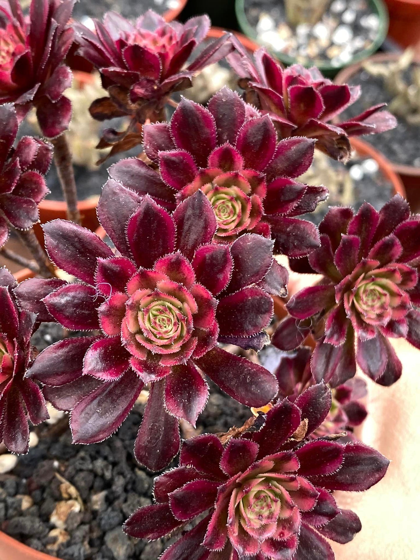 Aeonium mini hong yan