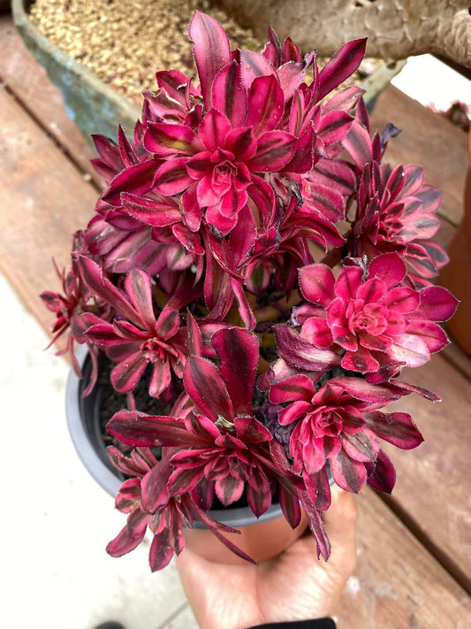 Aeonium purple cloud cluster