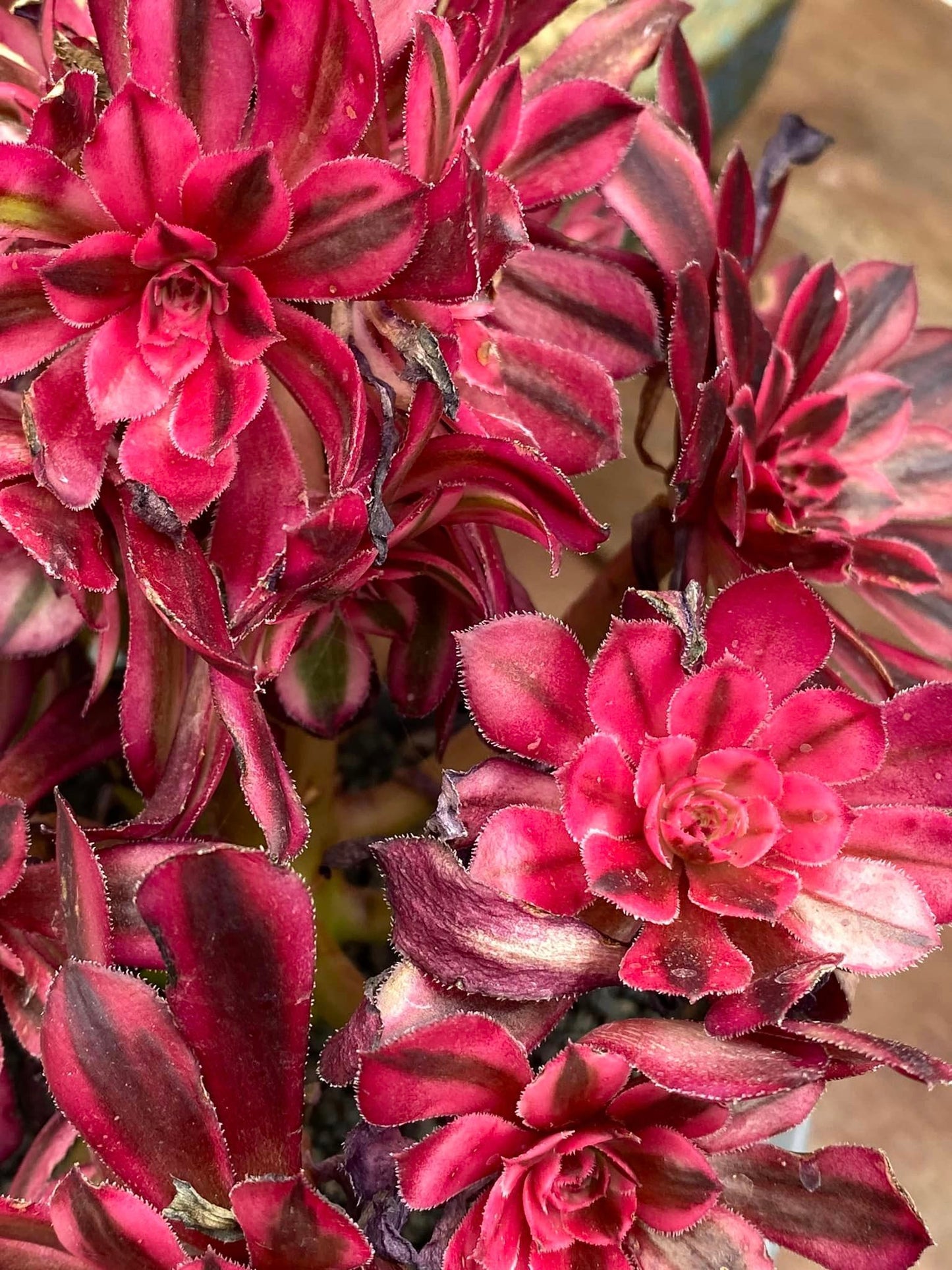 Aeonium purple cloud cluster