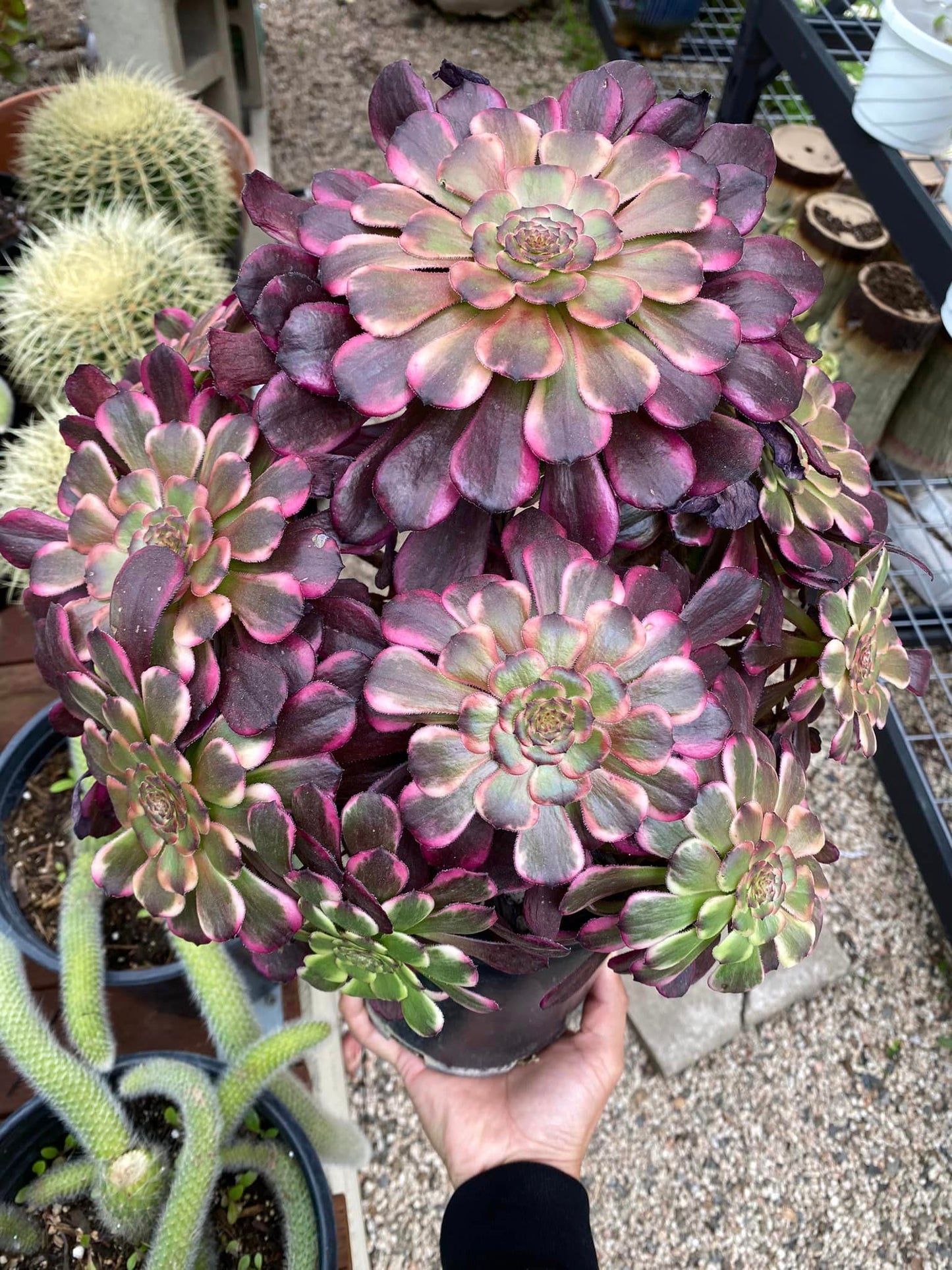 Aeonium red king kong cluster