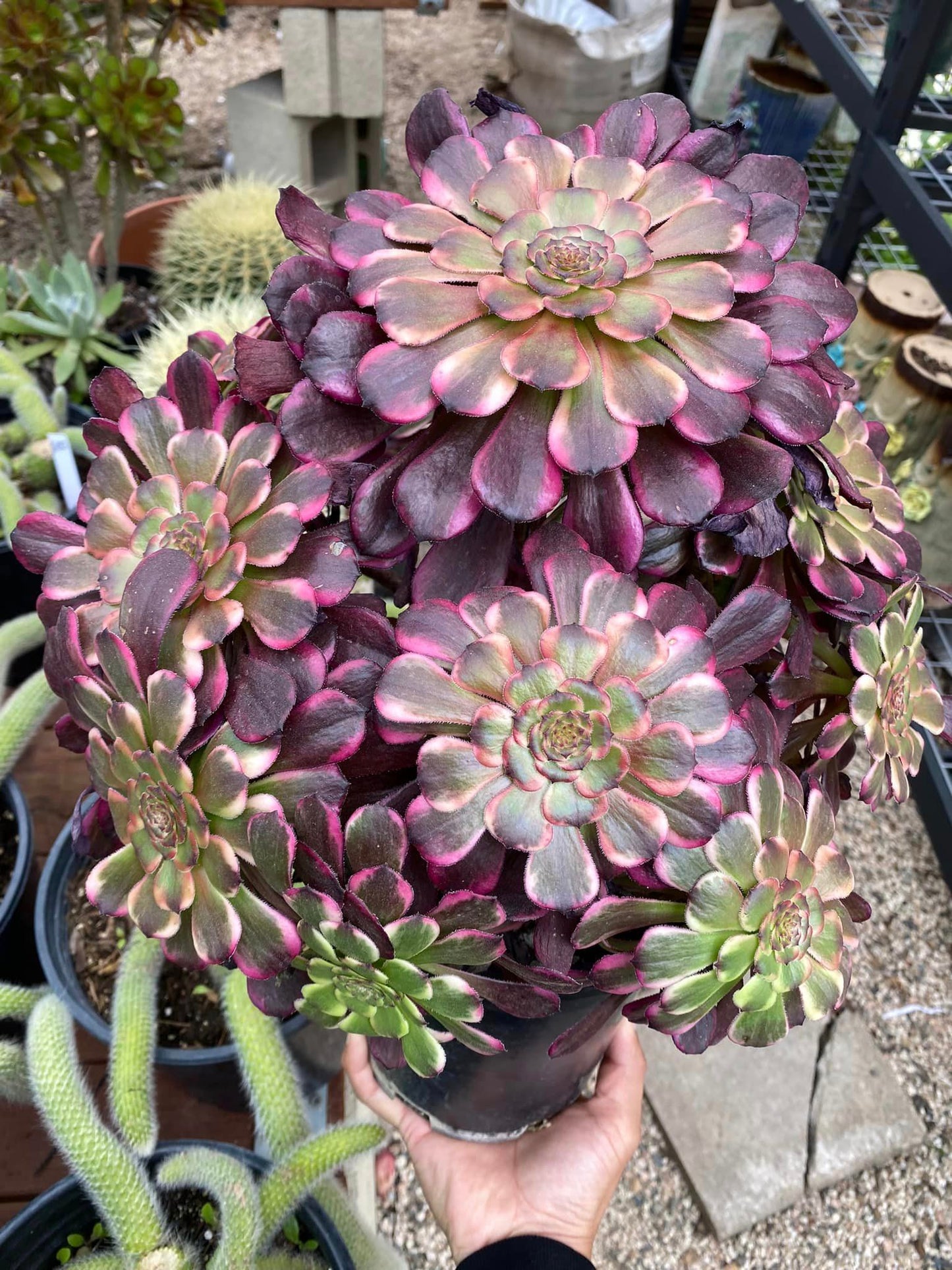 Aeonium red king kong cluster