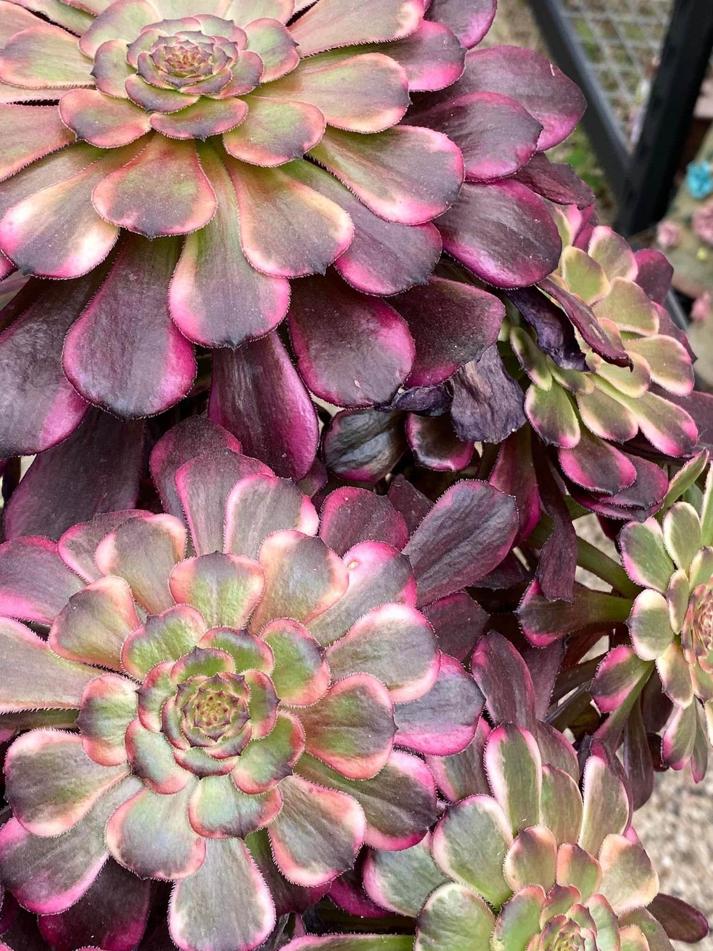 Aeonium red king kong cluster