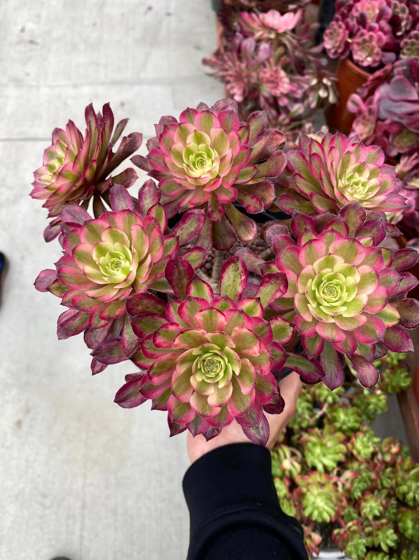 Aeonium Anna variegated cluster