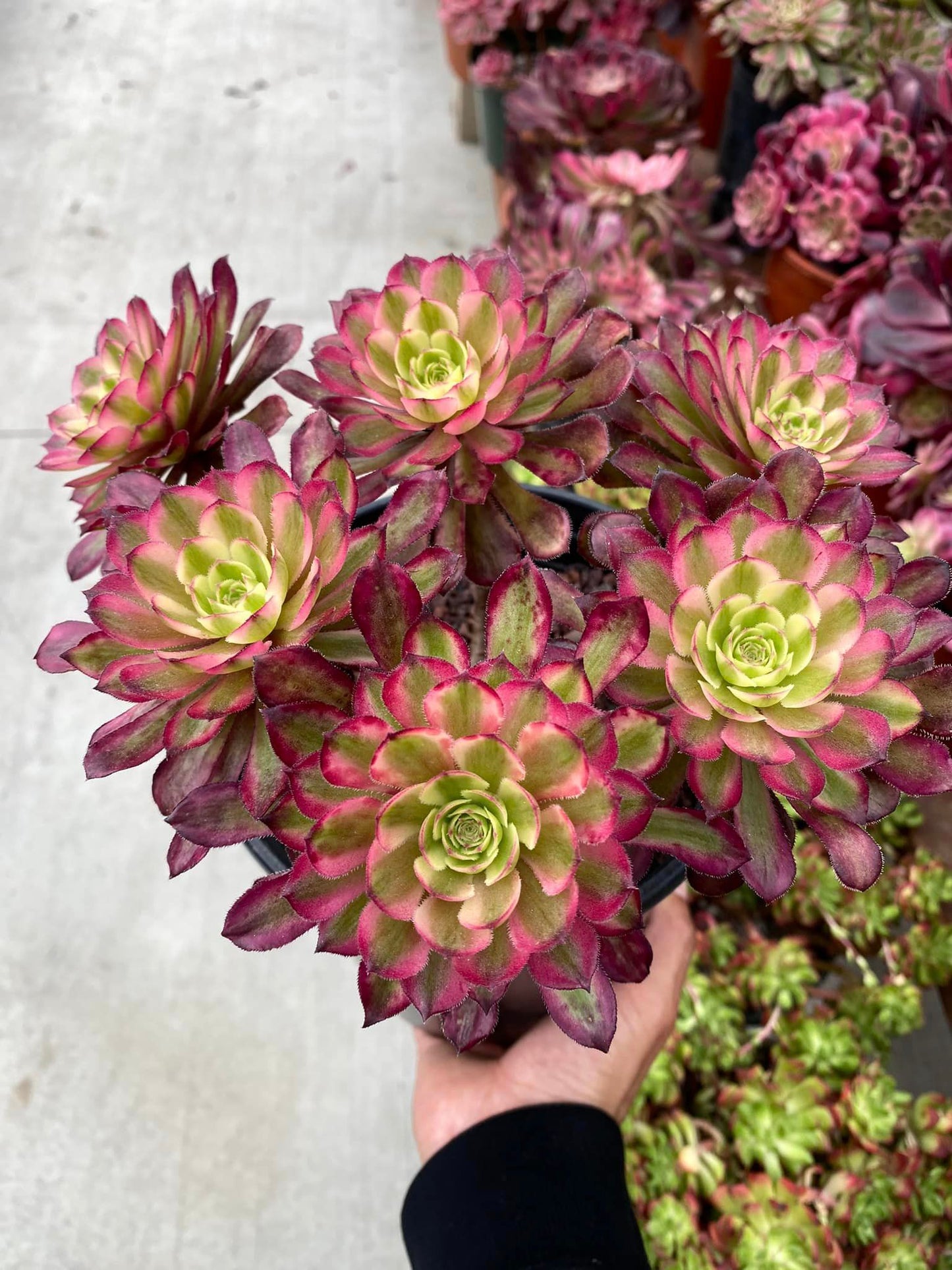 Aeonium Anna variegated cluster