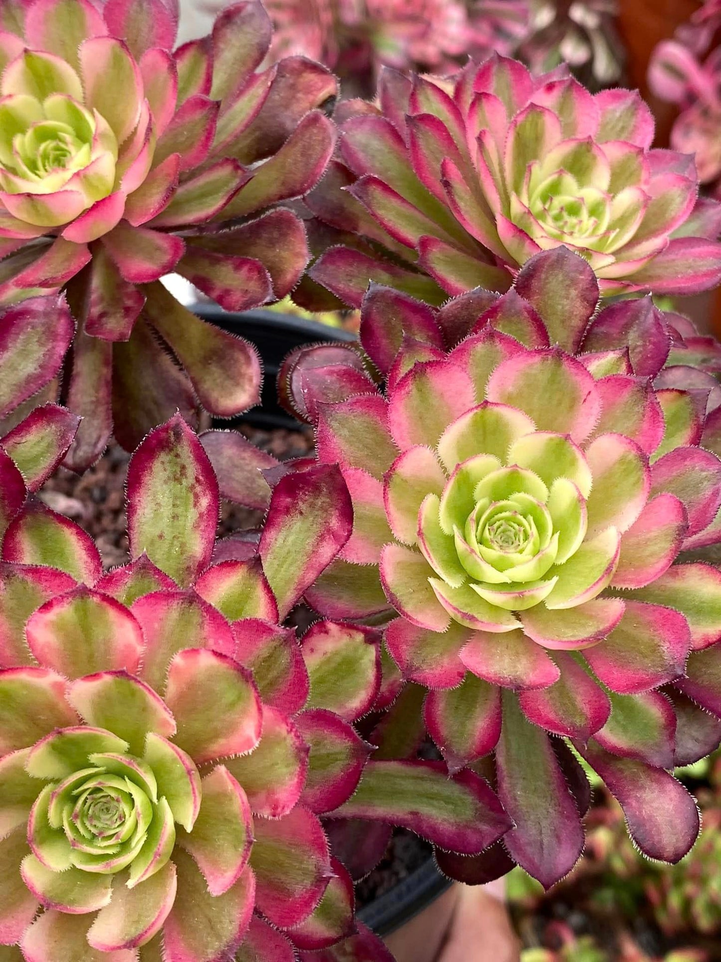 Aeonium Anna variegated cluster