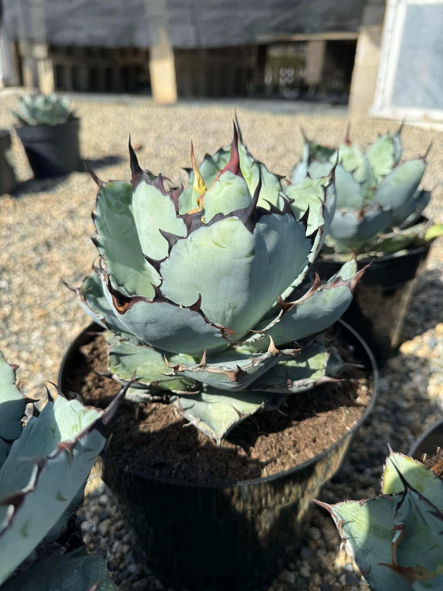 Agave 'Black and Blue' – TiaJuanas Plants México