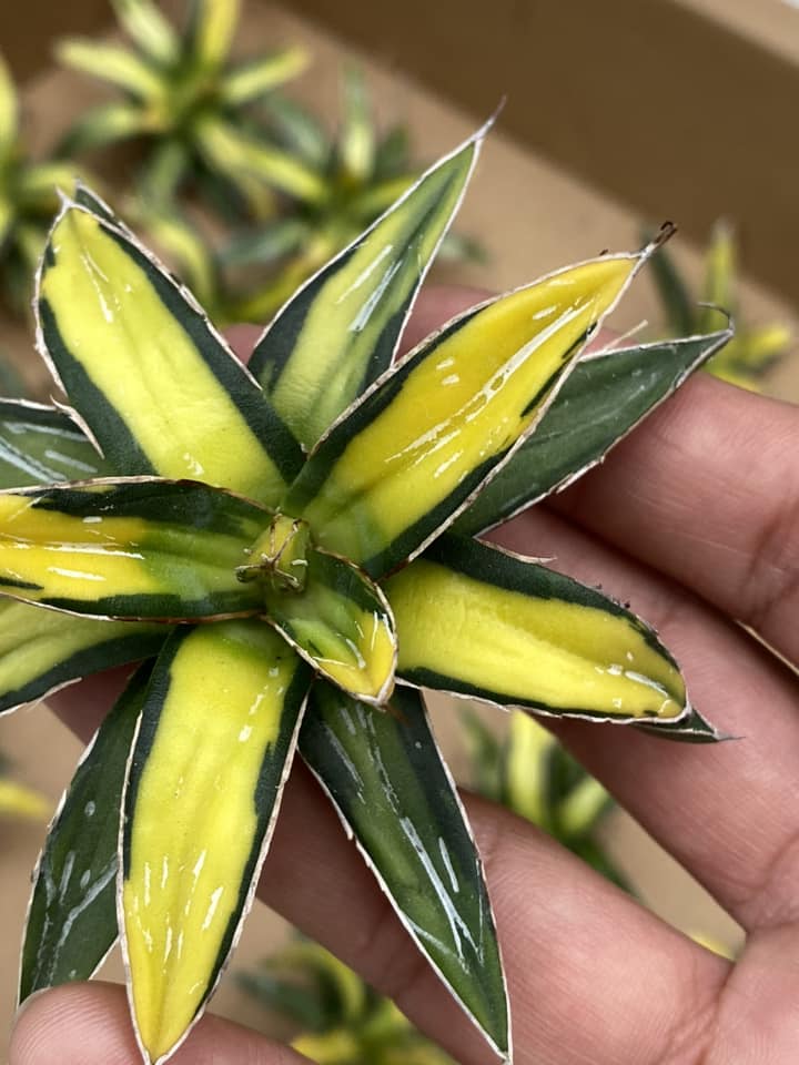 Agave Victoria Reginae ‘sun king’