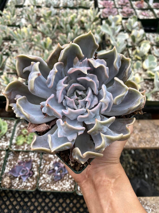 Echeveria thriller pearl