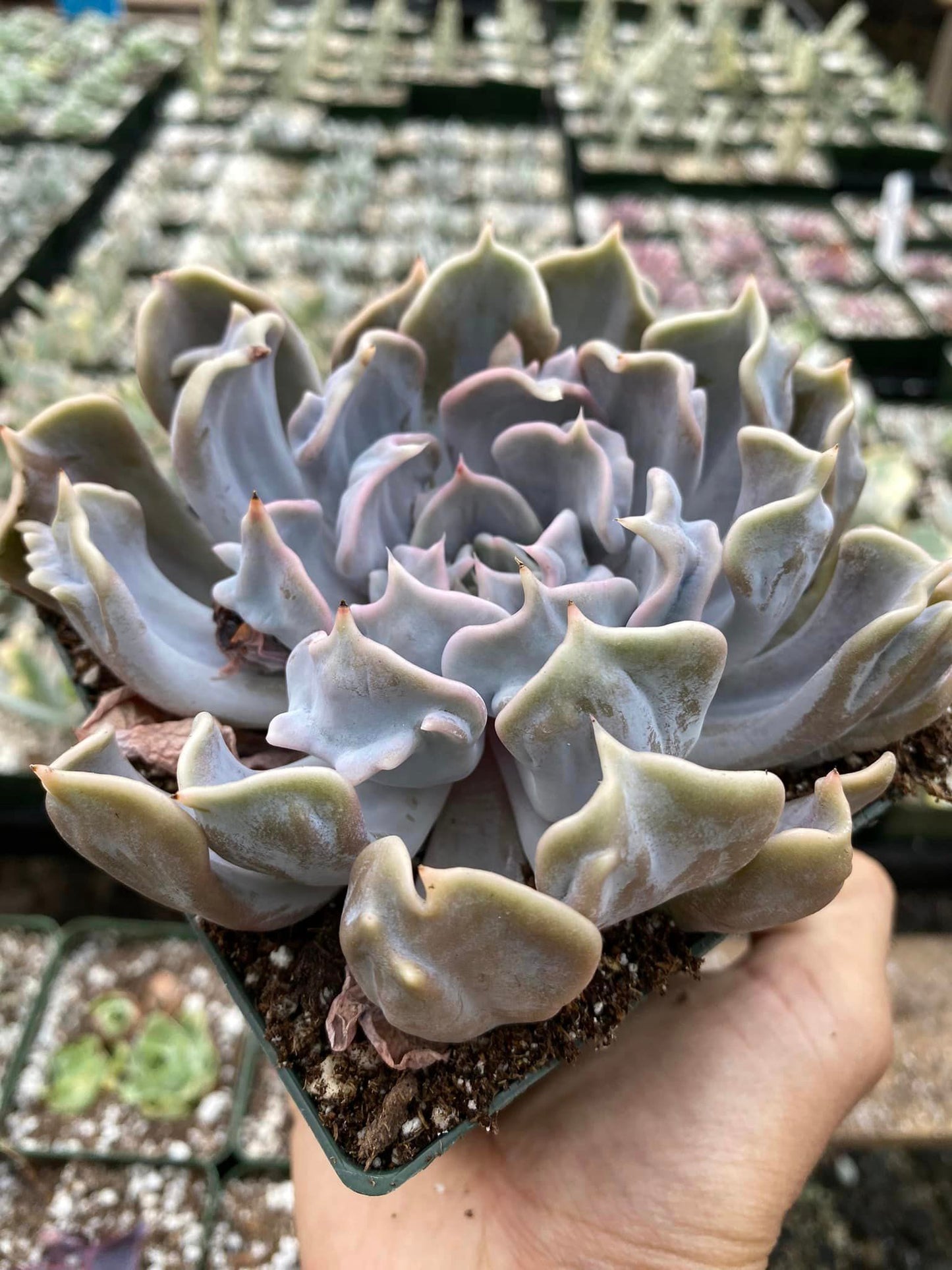 Echeveria thriller pearl