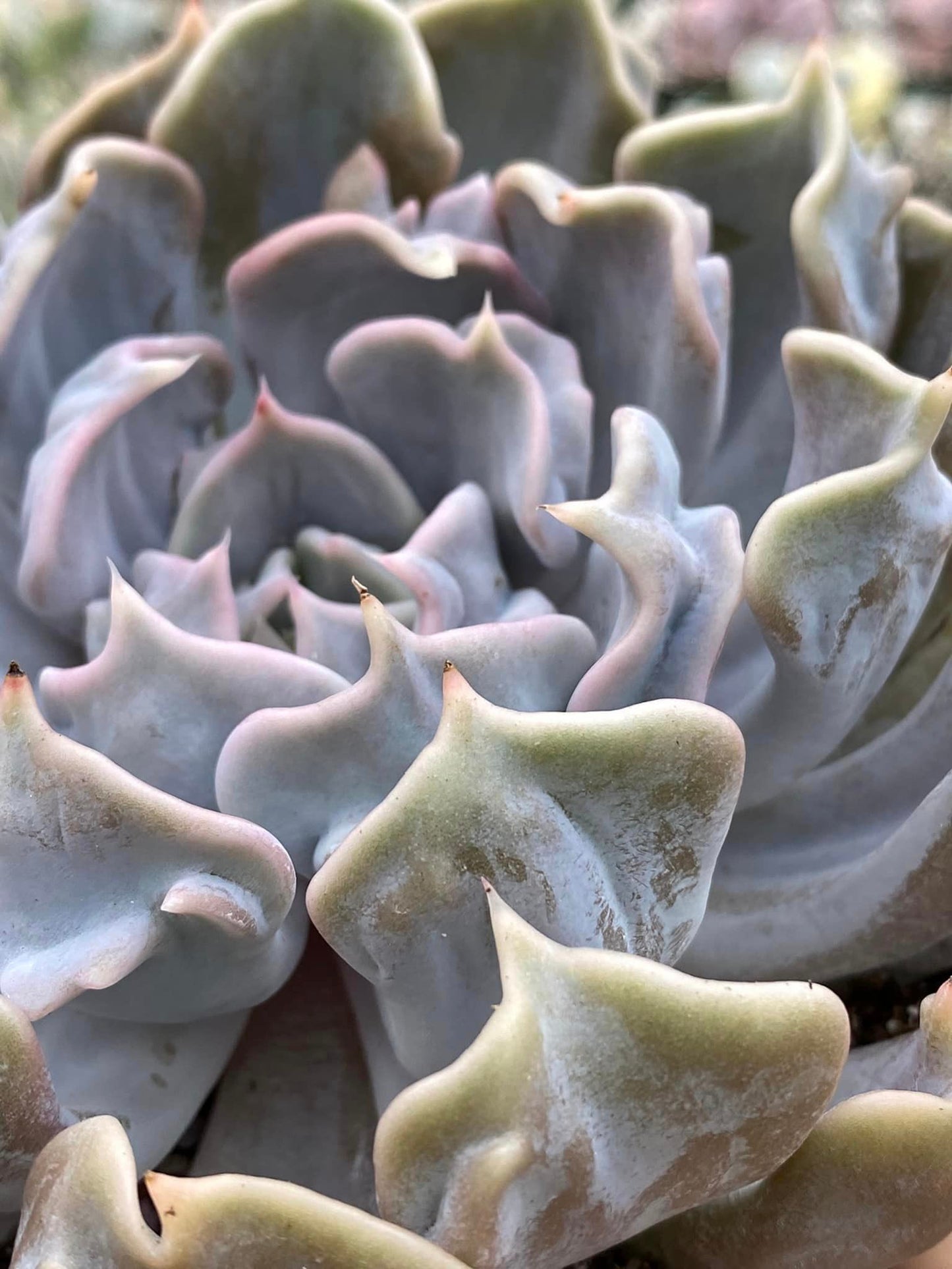 Echeveria thriller pearl