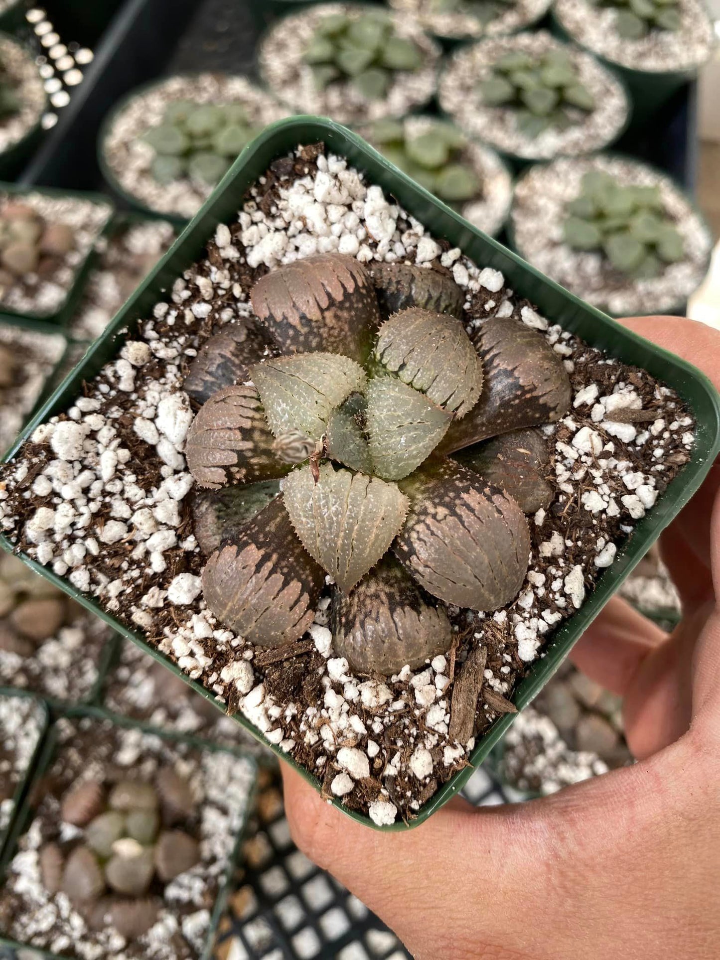 Haworthia comptoniana ’Murasaki taiyo’