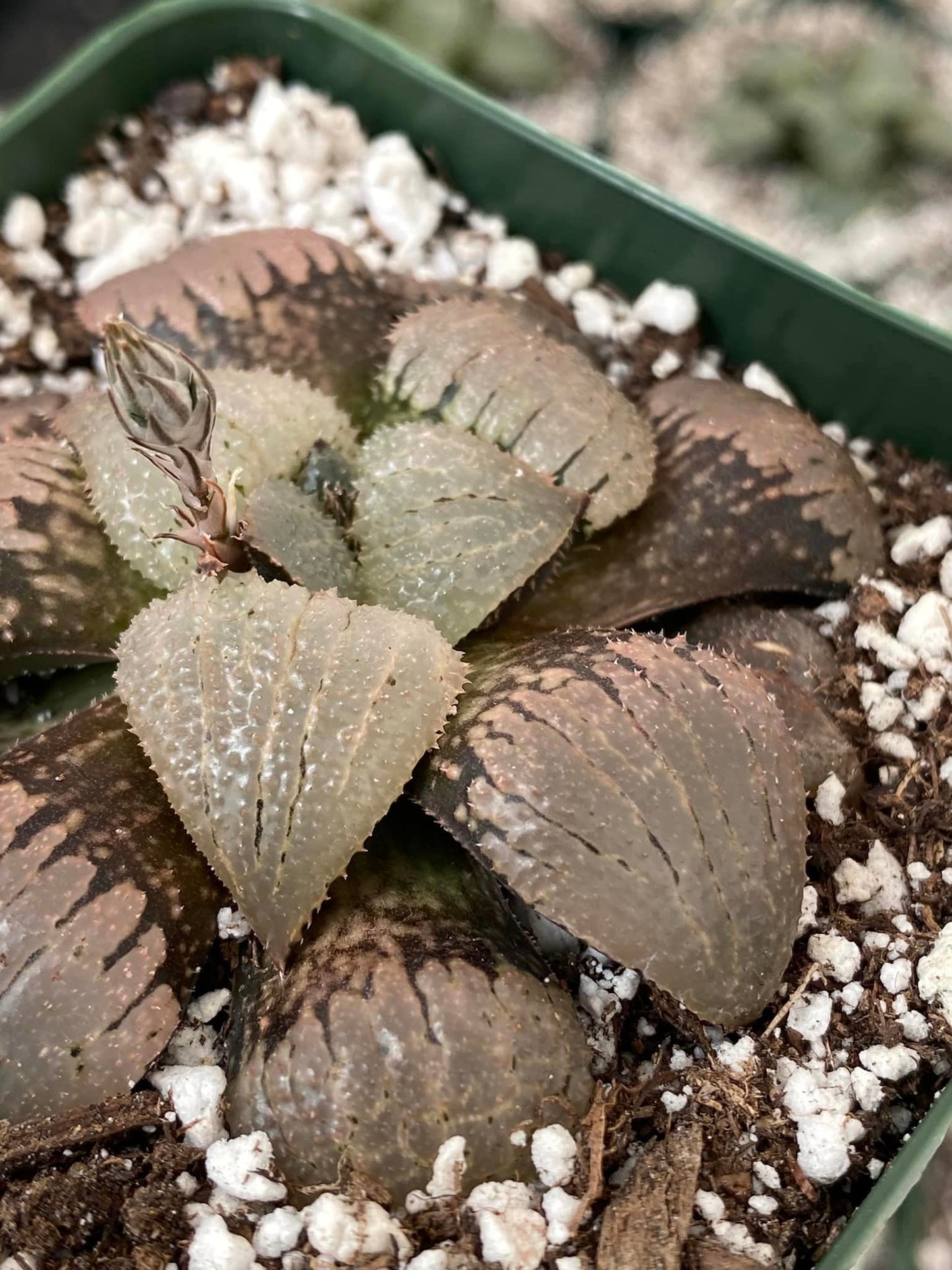 Haworthia comptoniana ’Murasaki taiyo’