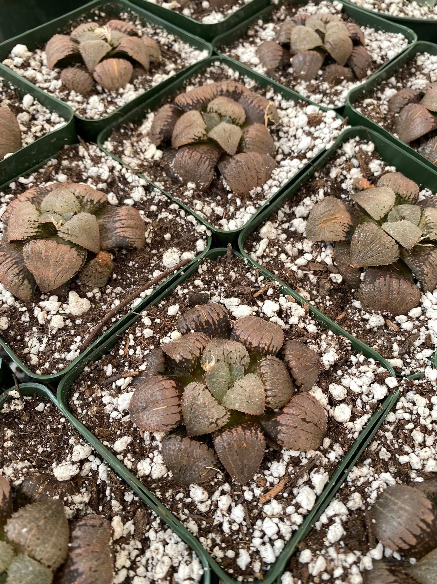 Haworthia comptoniana ’Murasaki taiyo’