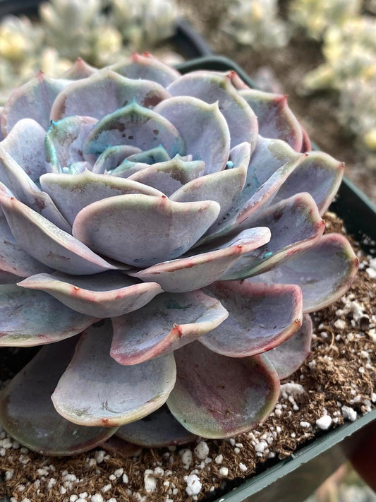 Echeveria blue surprise Variegada