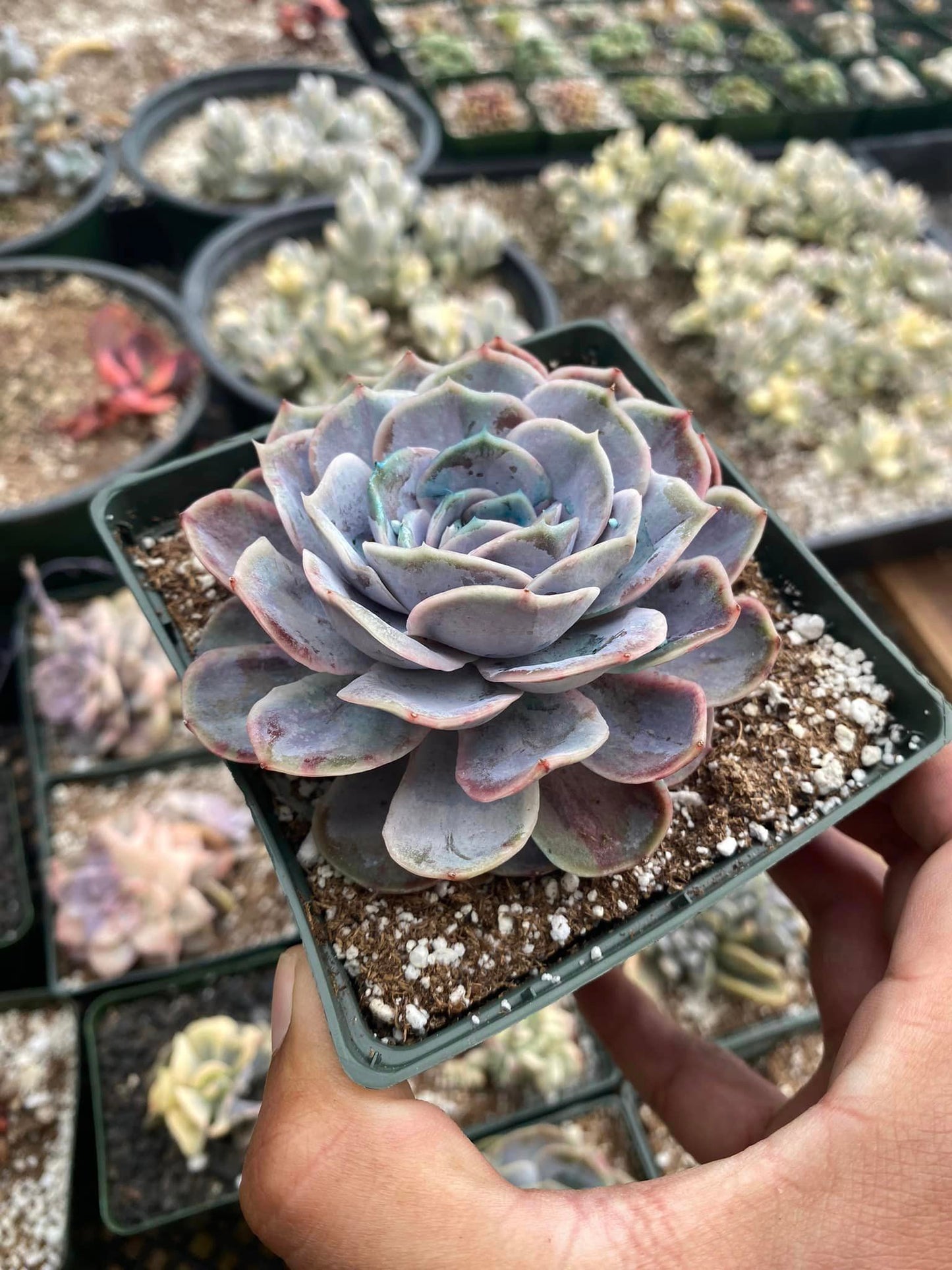 Echeveria blue surprise Variegada