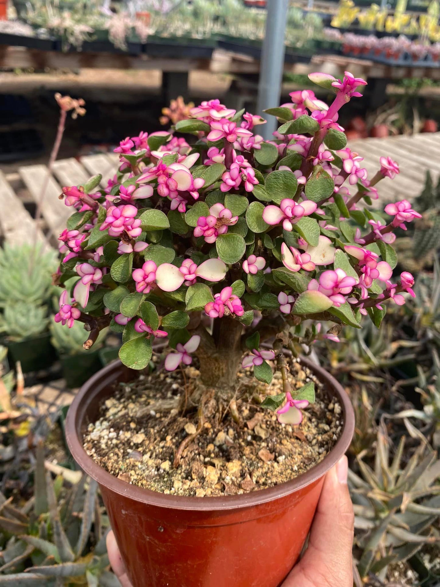 Portucalaria afro pink variegated