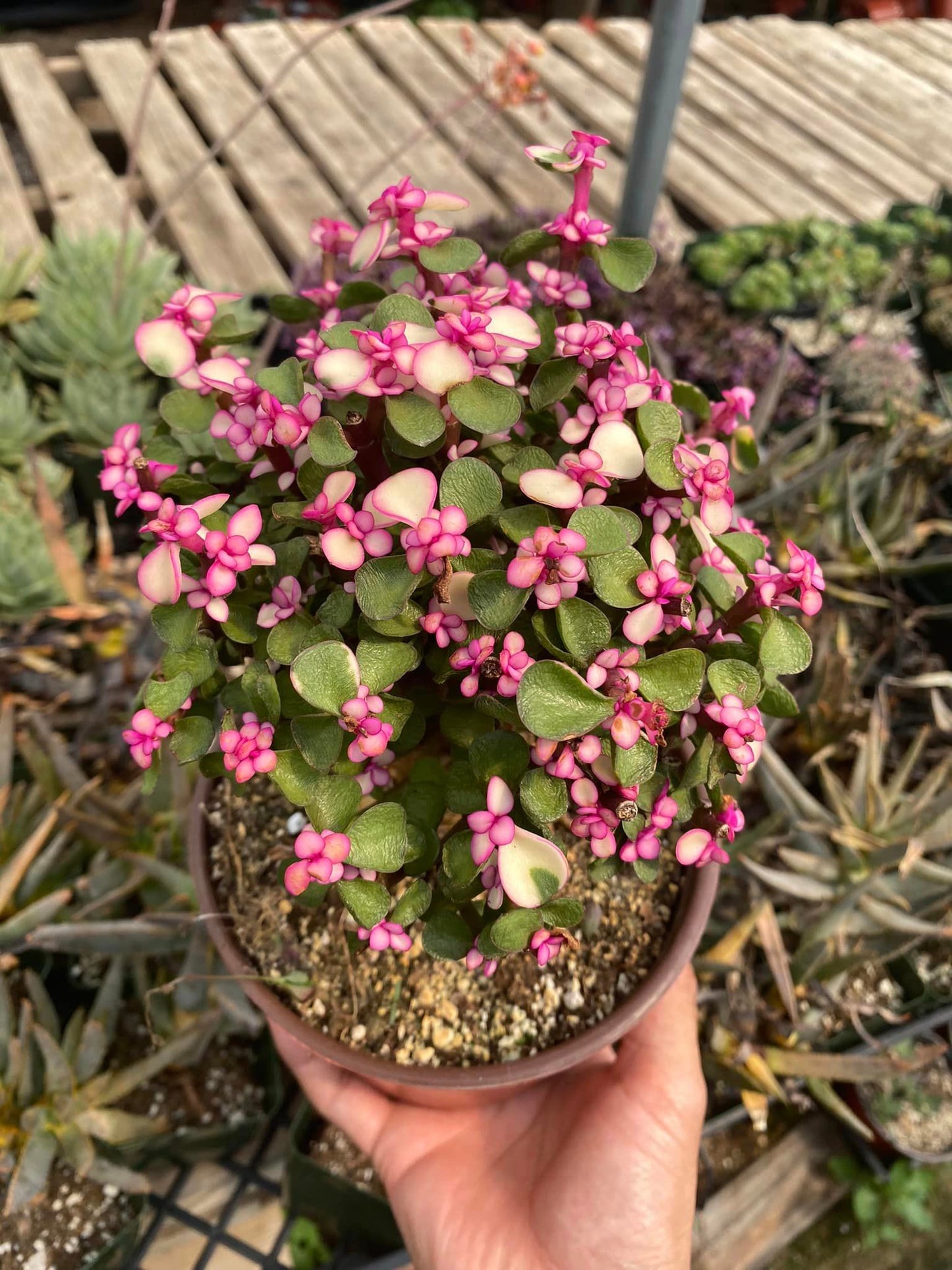 Portucalaria afro pink variegated