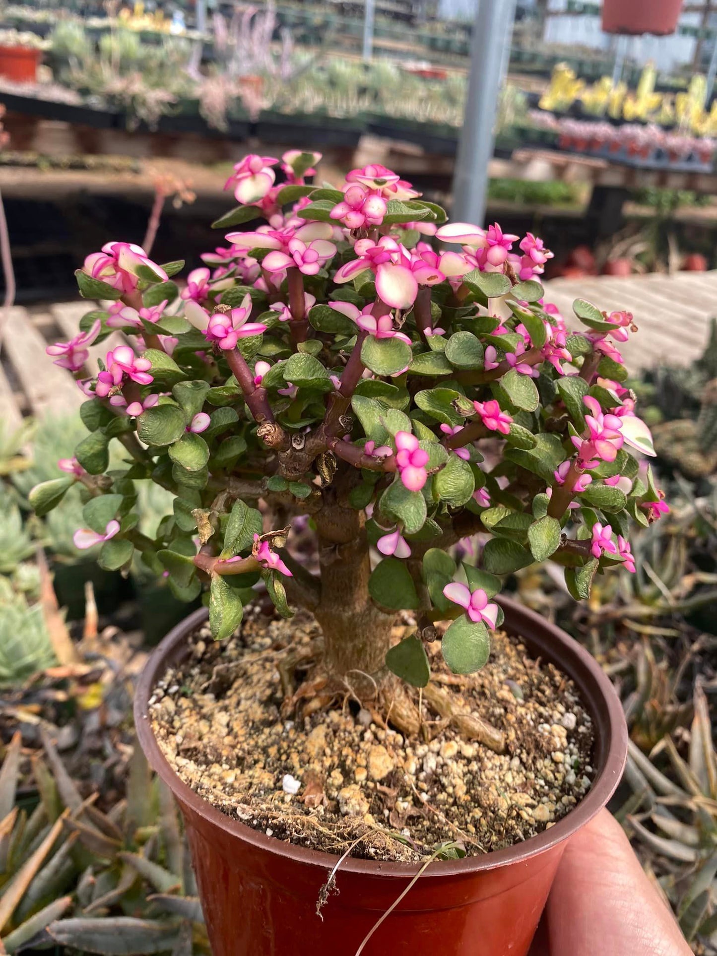 Portucalaria afro pink variegated