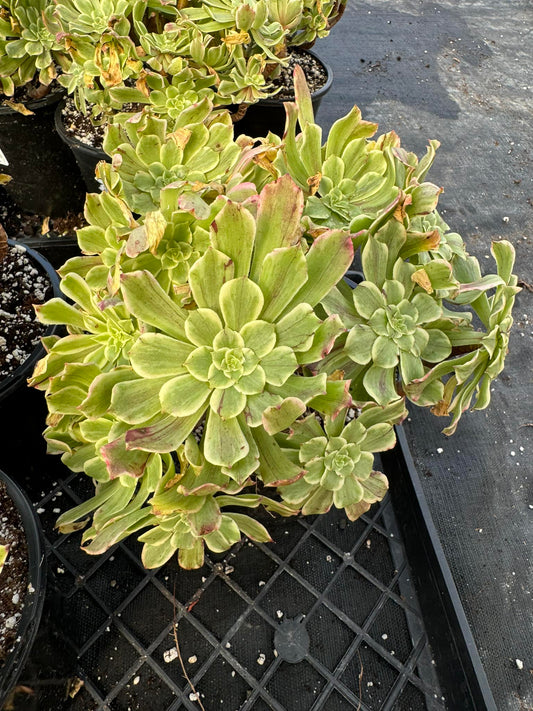 Aeonium 'Black and White' Cluster