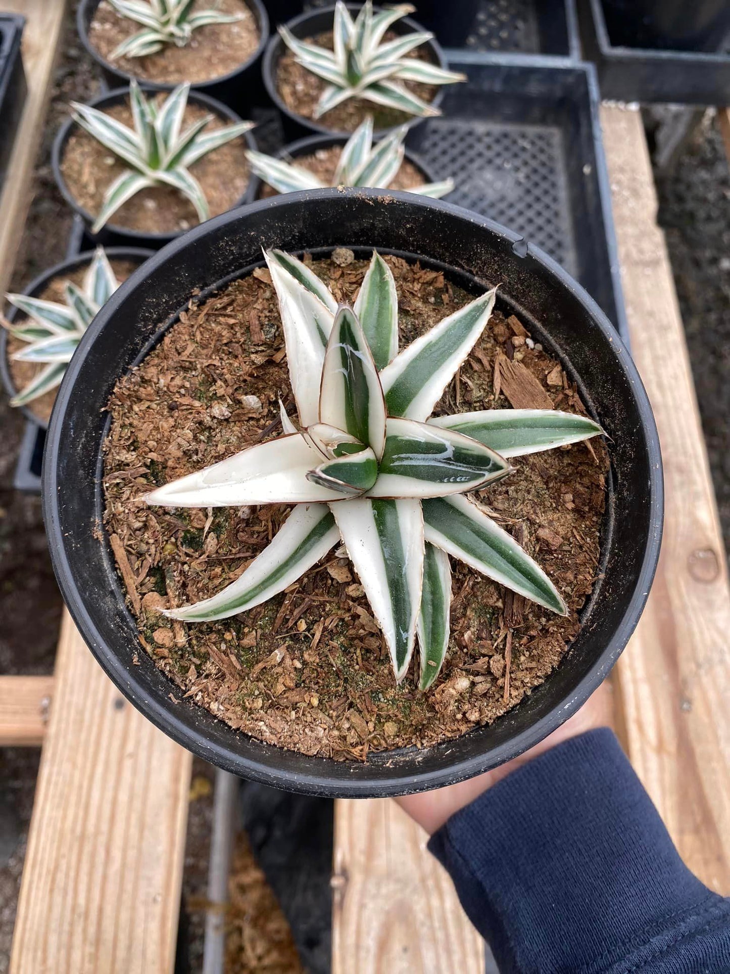 Agave white rhinno 5”