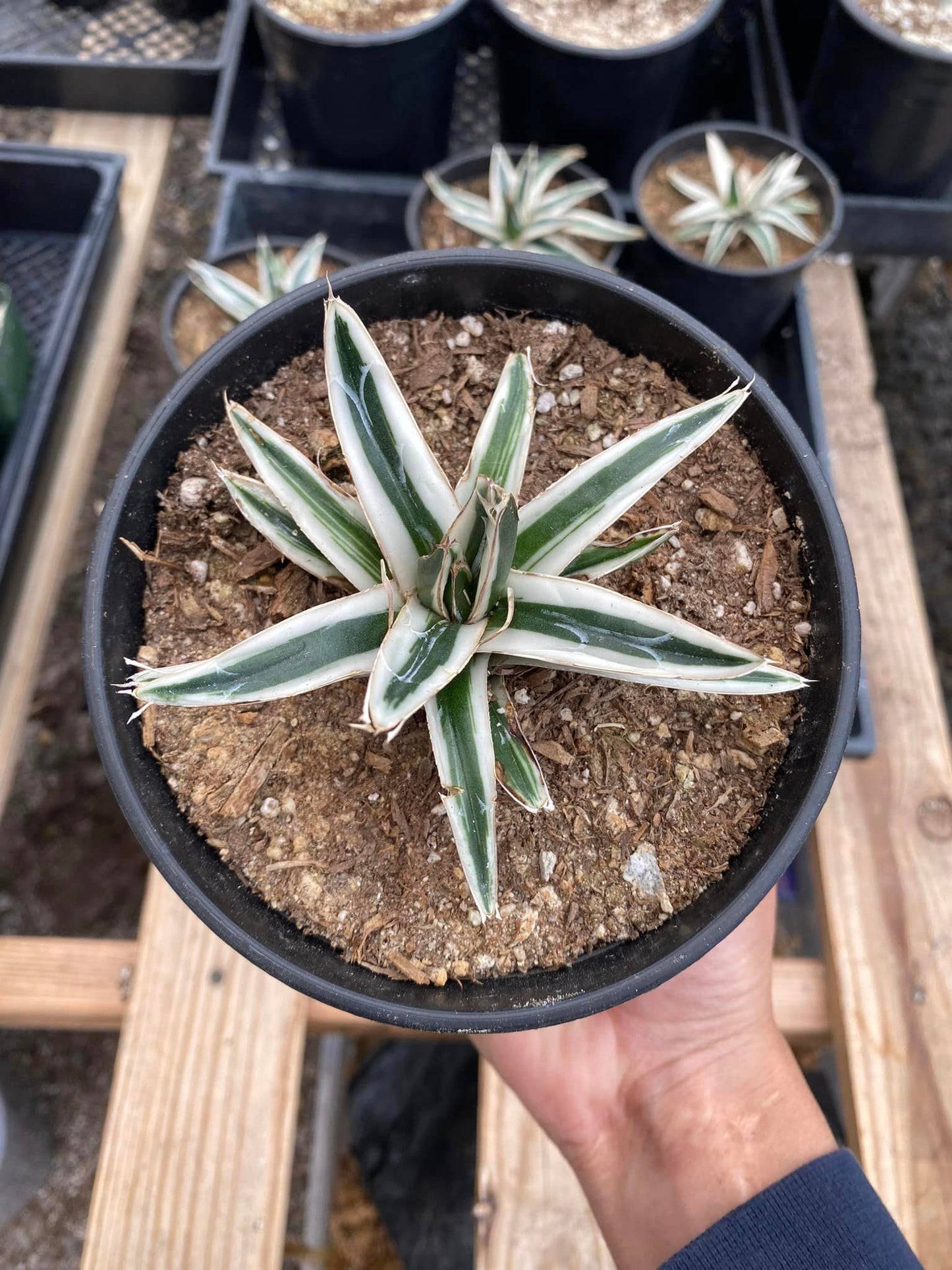 Agave white rhinno 5”