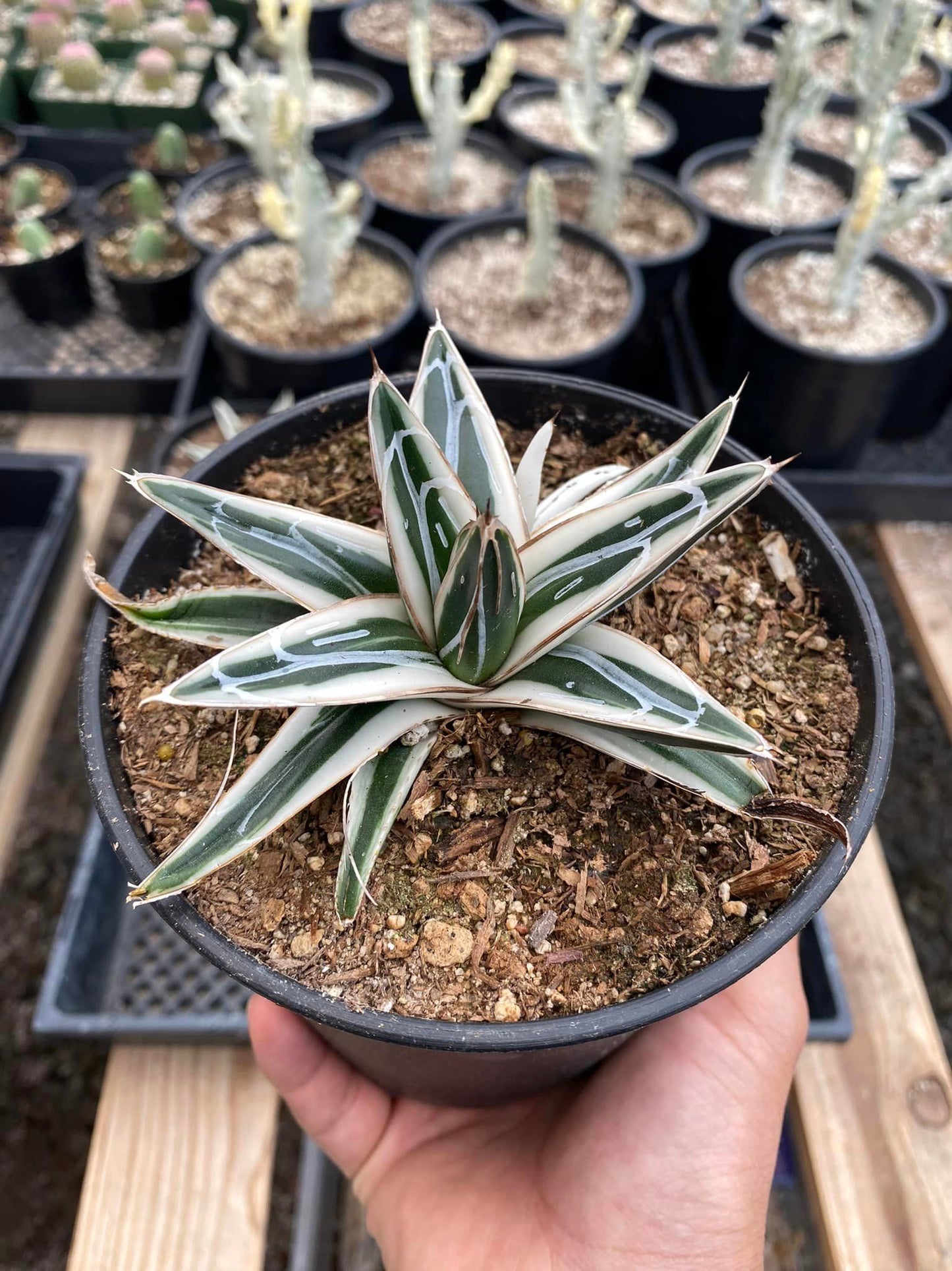 Agave white rhinno 5”