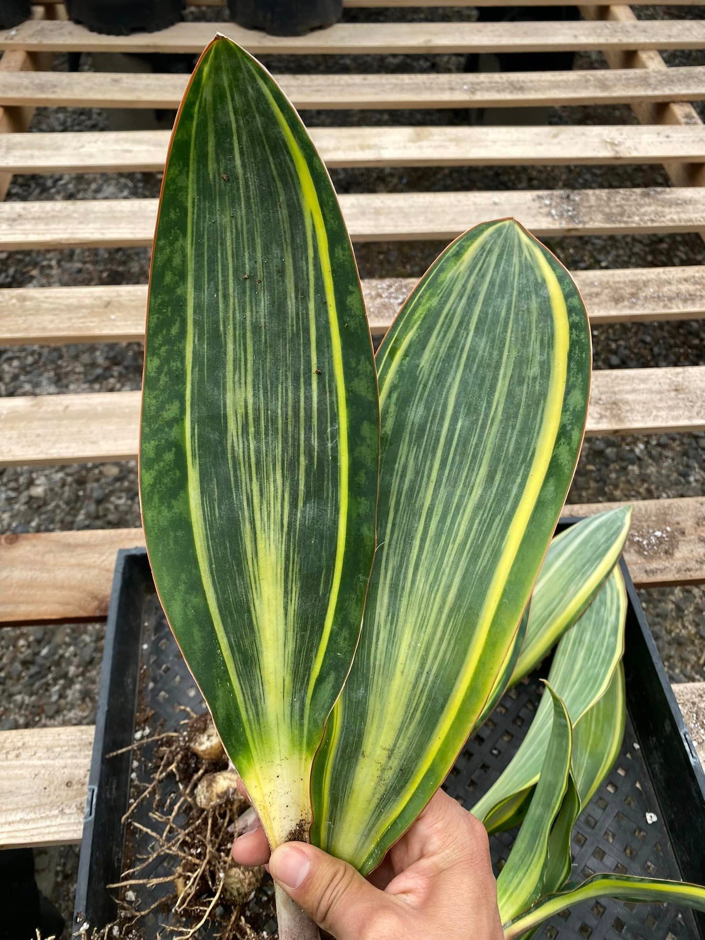 Sanseviera whale fin Variegada