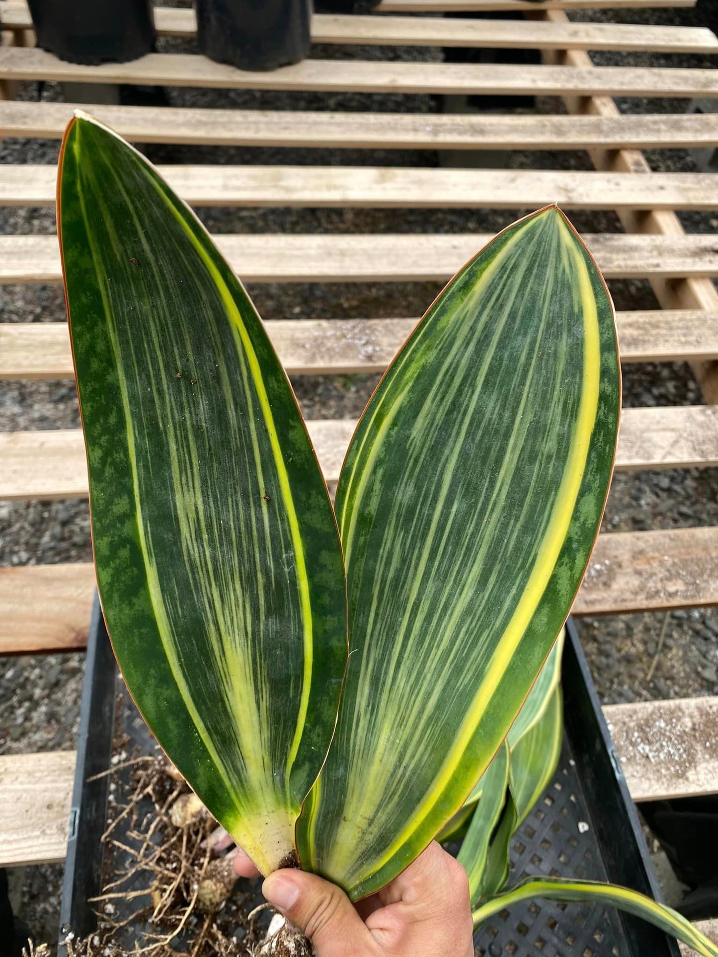 Sanseviera whale fin Variegada