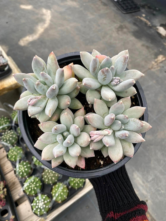 Pachyphytum moonsilver