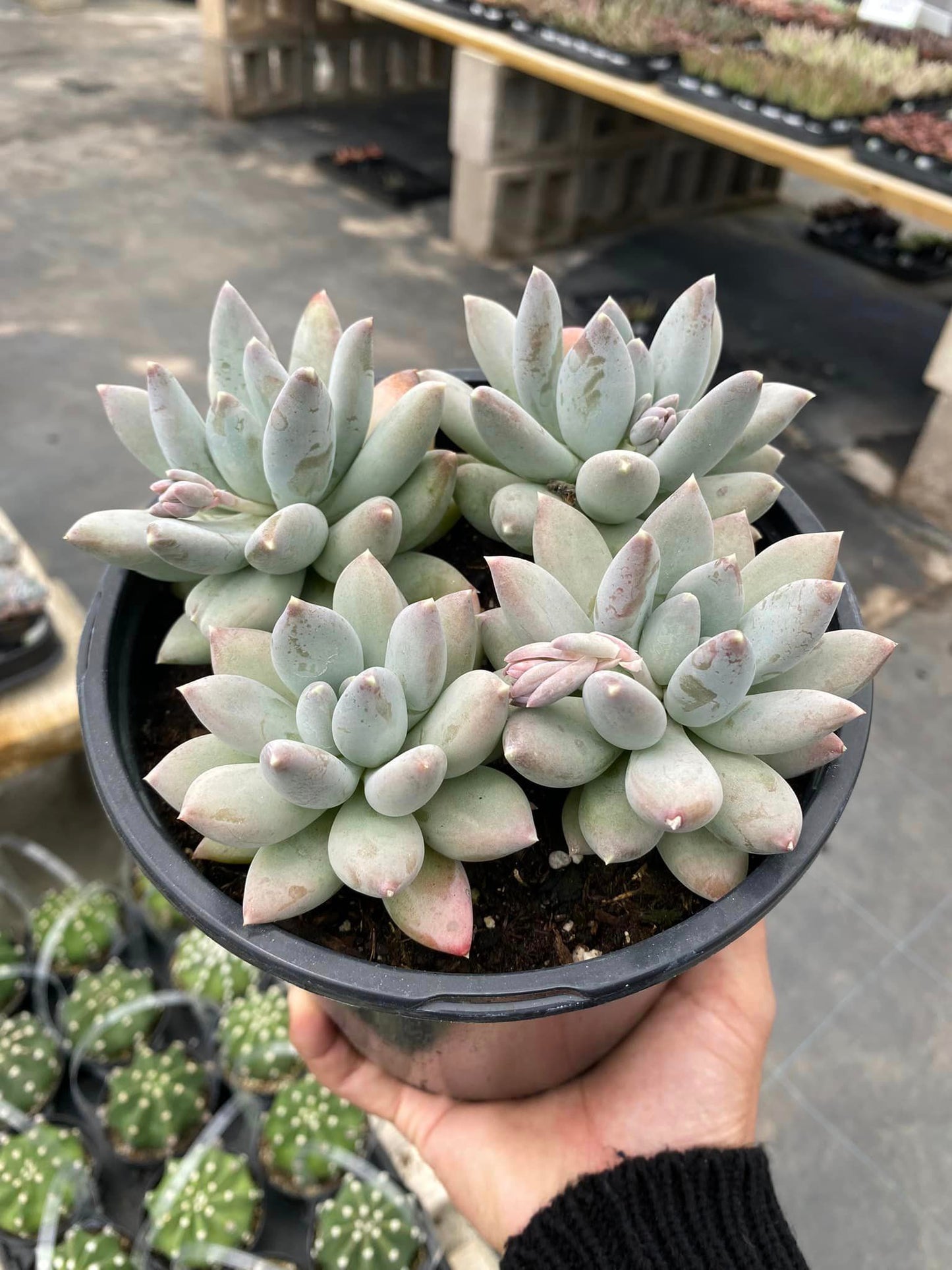 Pachyphytum moonsilver