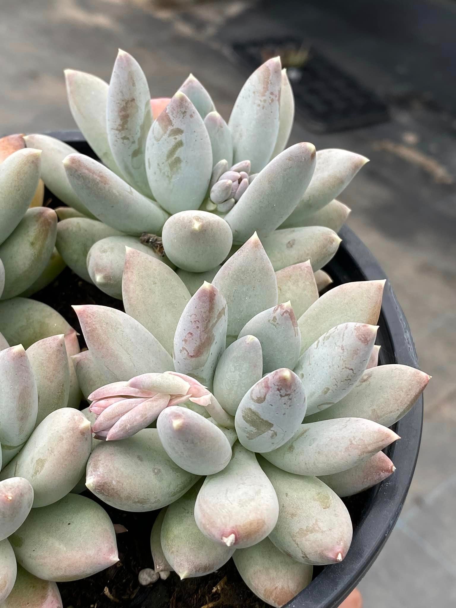 moonsilver succulent Pachyphytum moonsilver – TiaJuanas Plants México