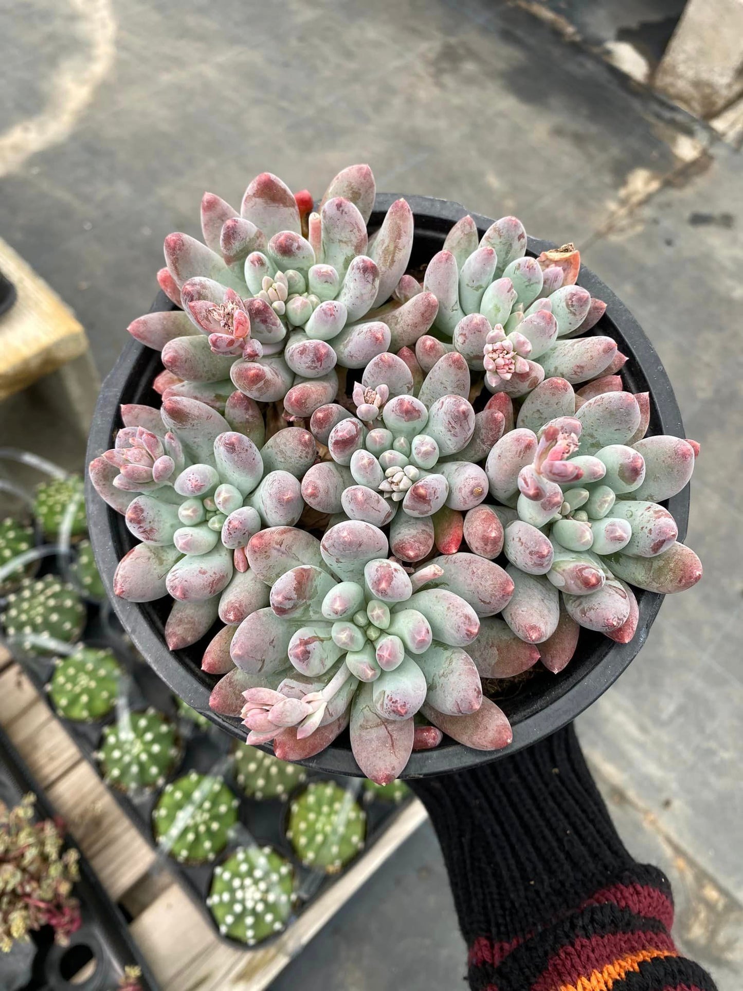 Pachyphytum starburst