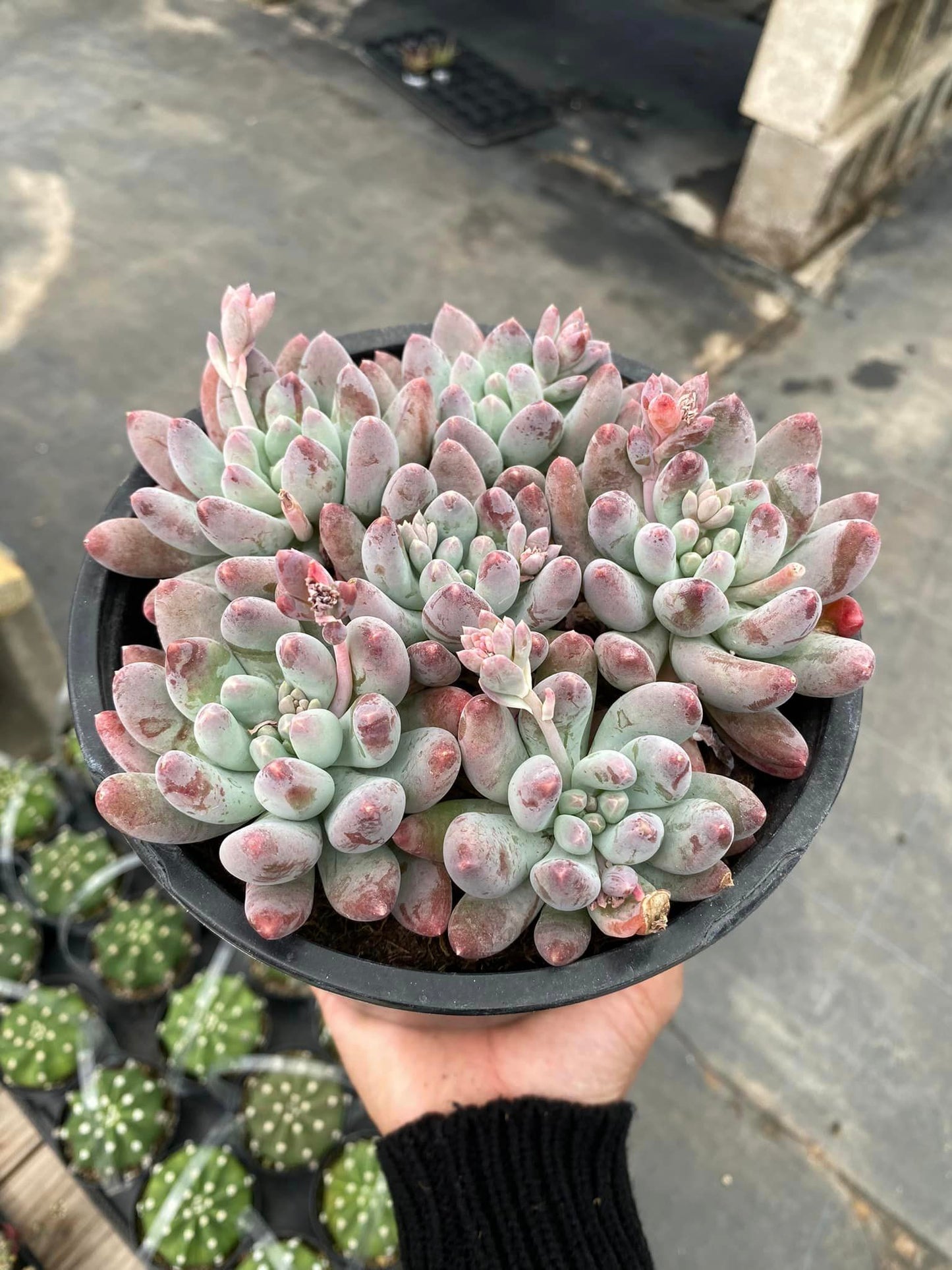 Pachyphytum starburst