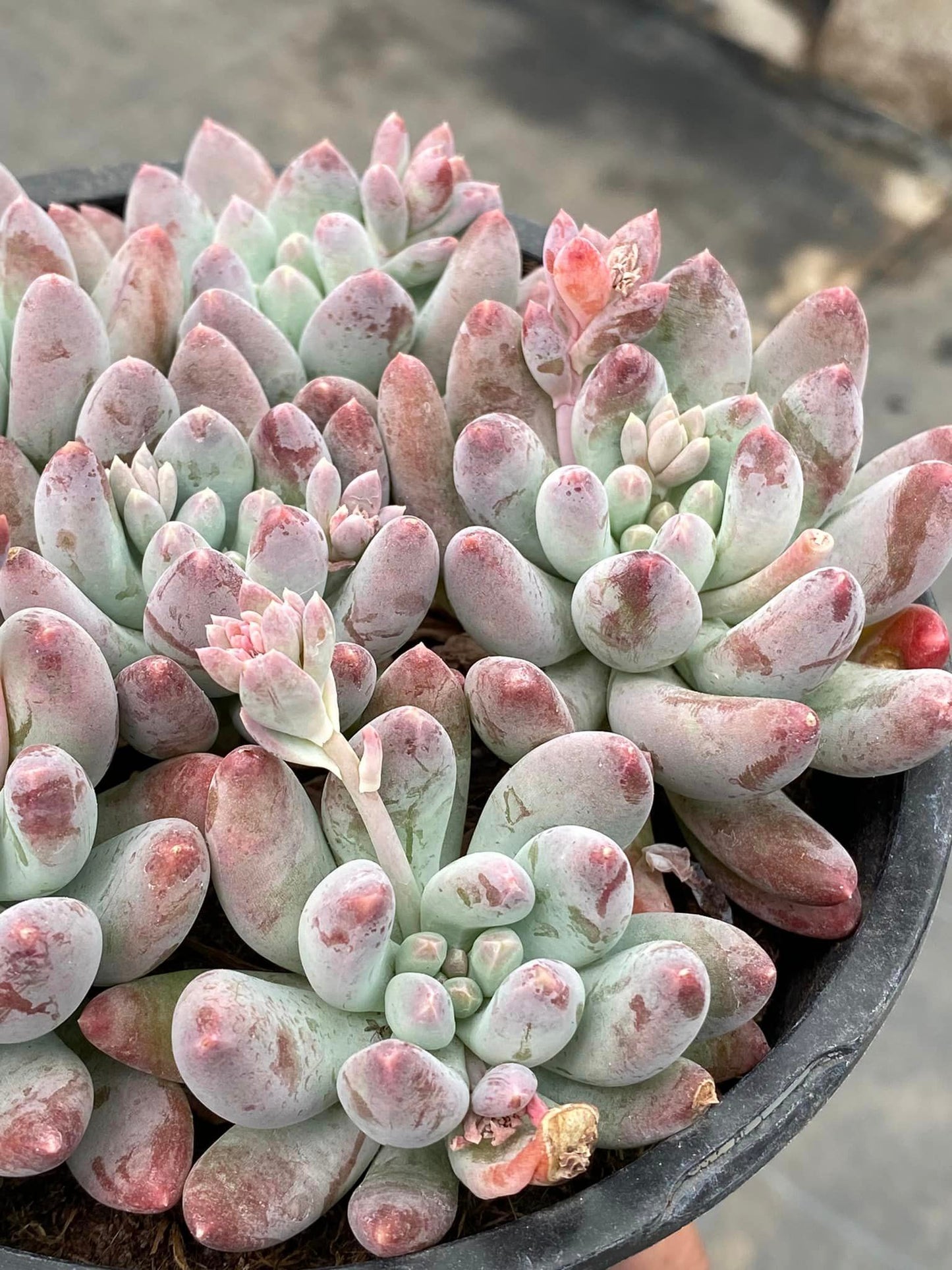 Pachyphytum starburst