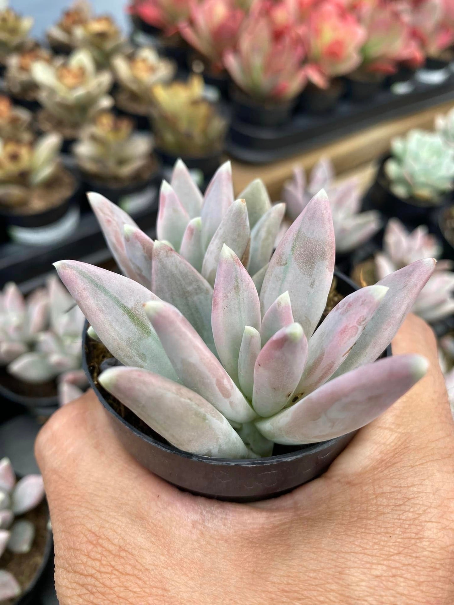 Pachyphytum fantasma