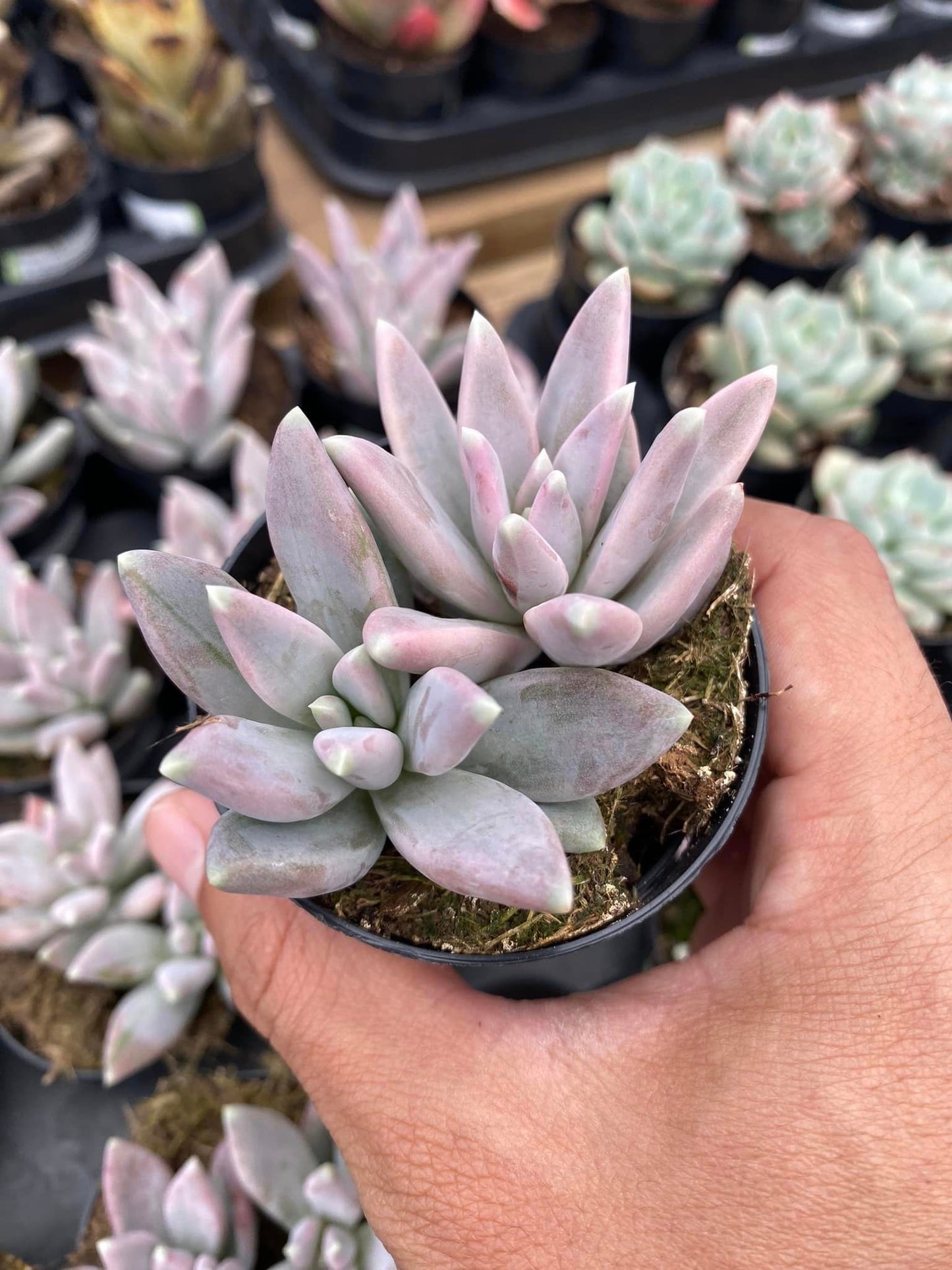 Pachyphytum fantasma