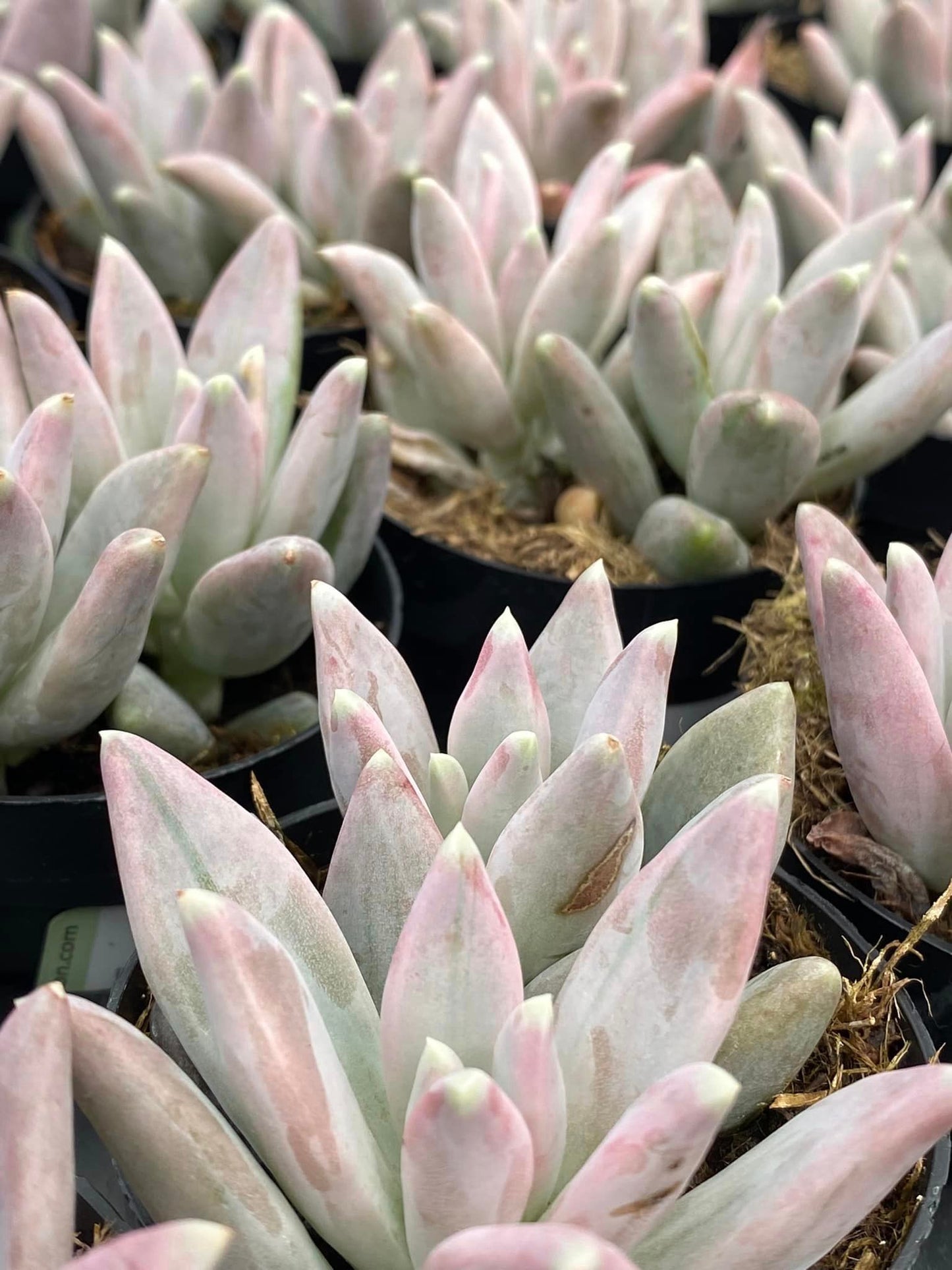 Pachyphytum fantasma