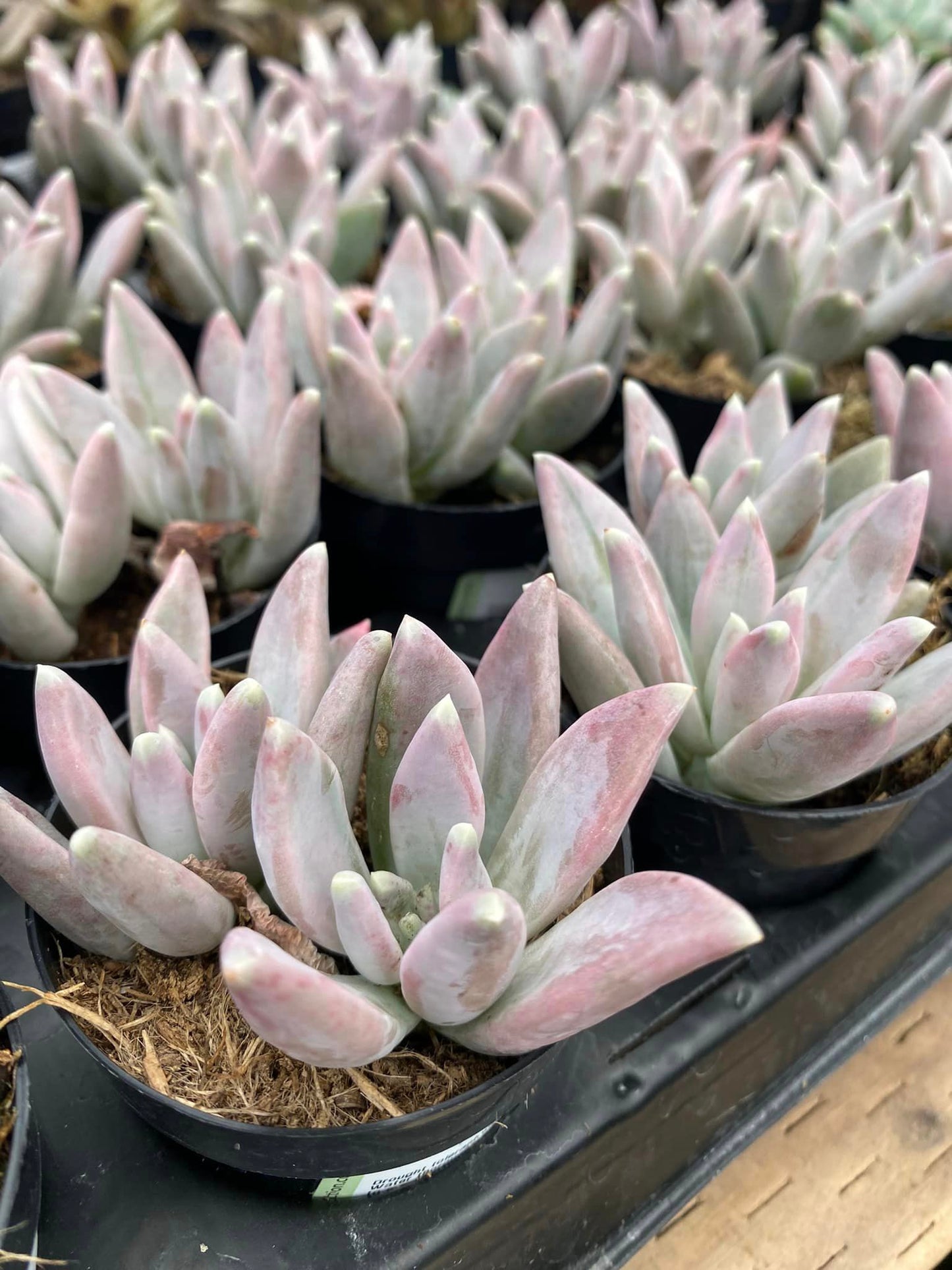 Pachyphytum fantasma