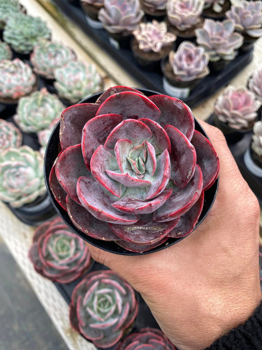 Echeveria Persia