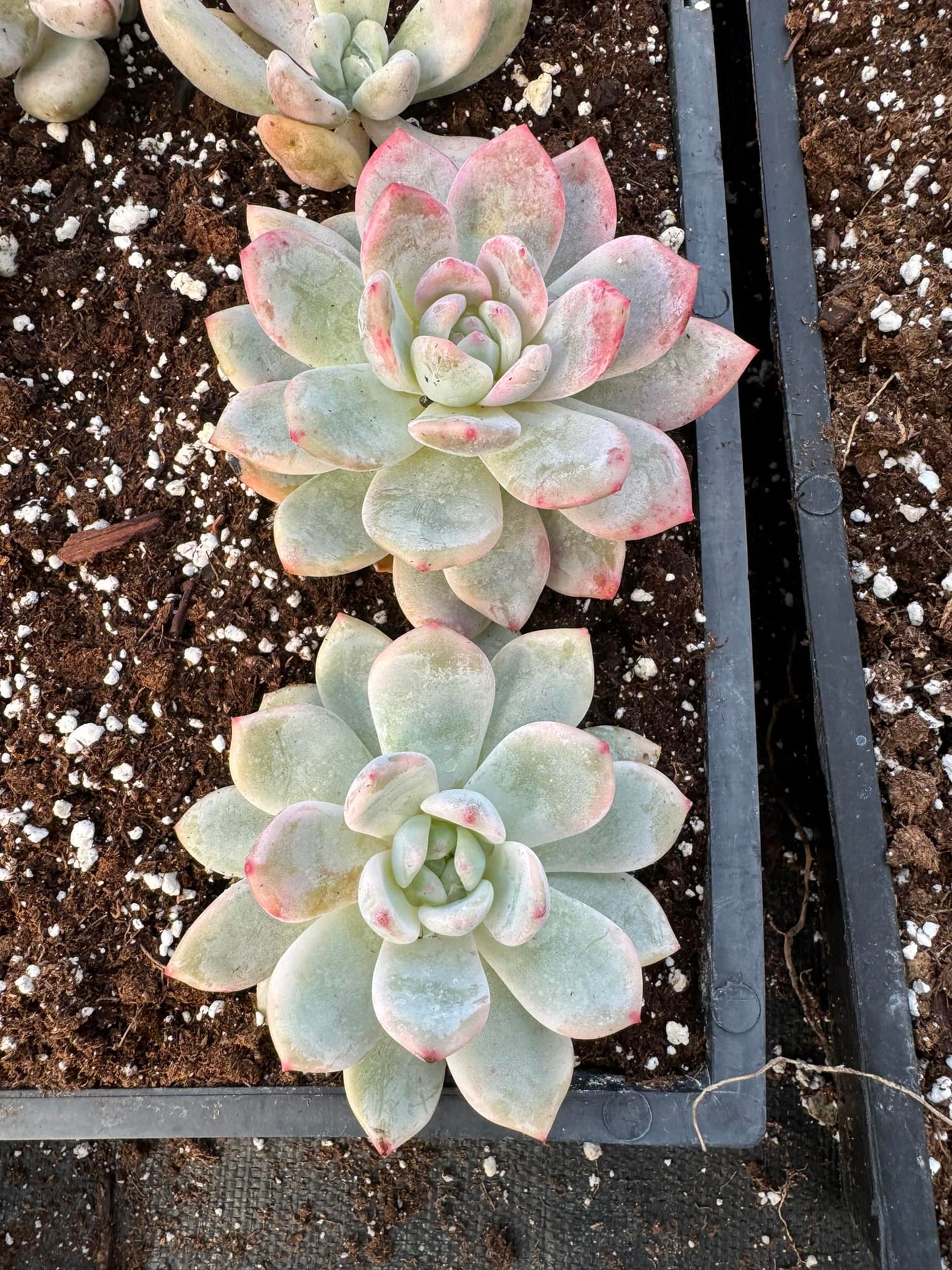 Echeveria 'Monroe' Variegada